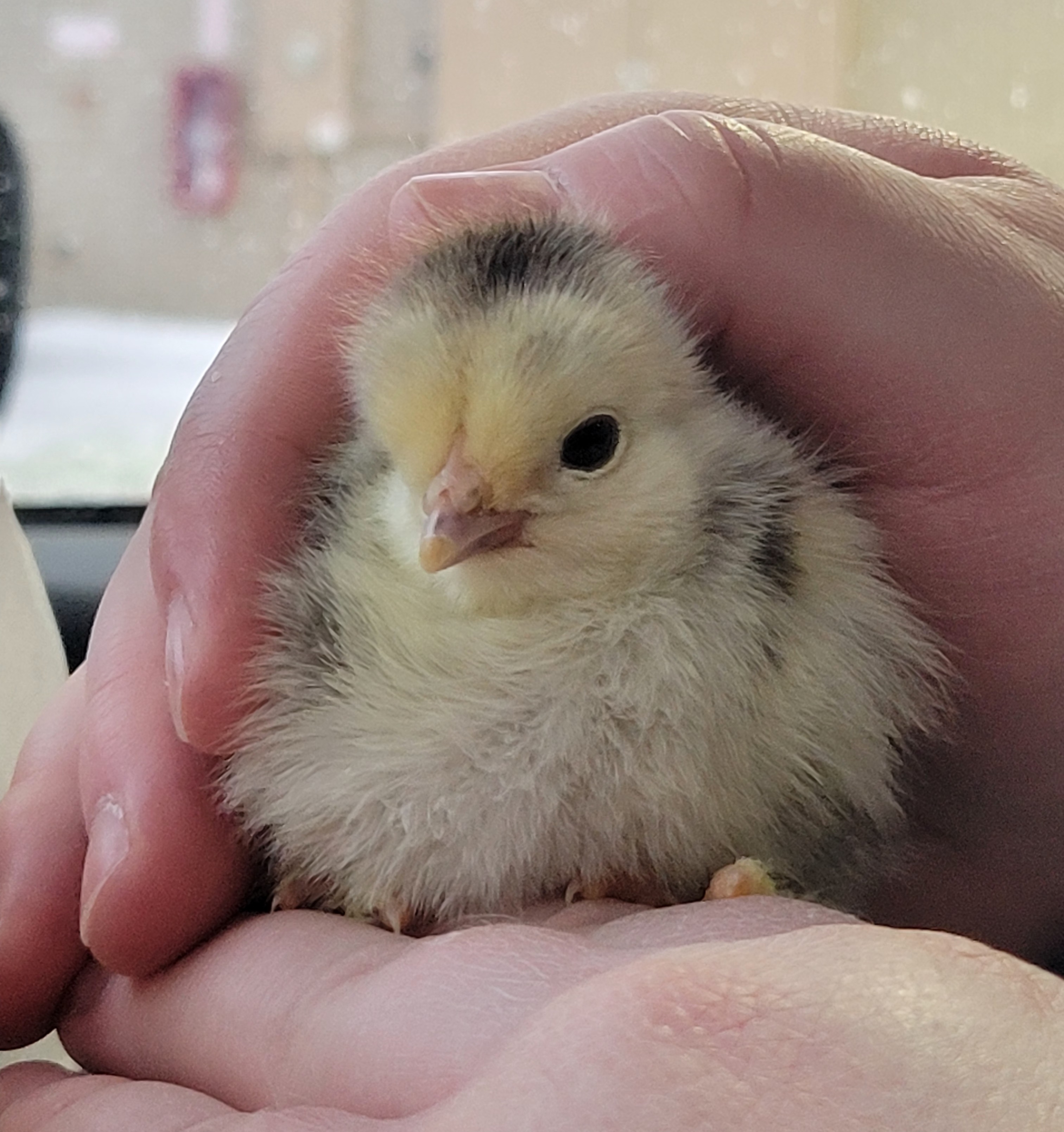 Guess What? We’ve Got Chicks!