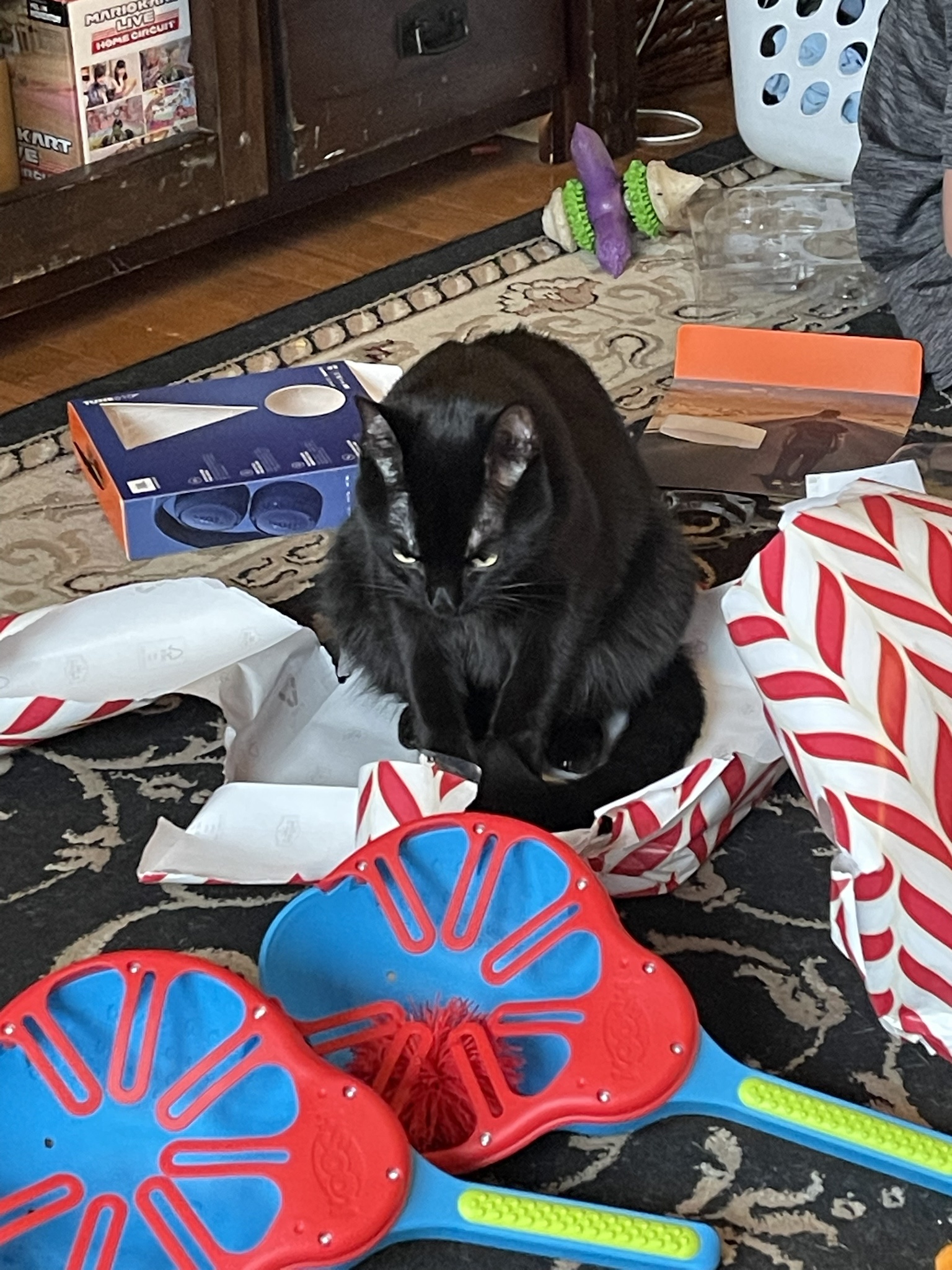 If I fit, I sit – the ultimate cat philosophy!