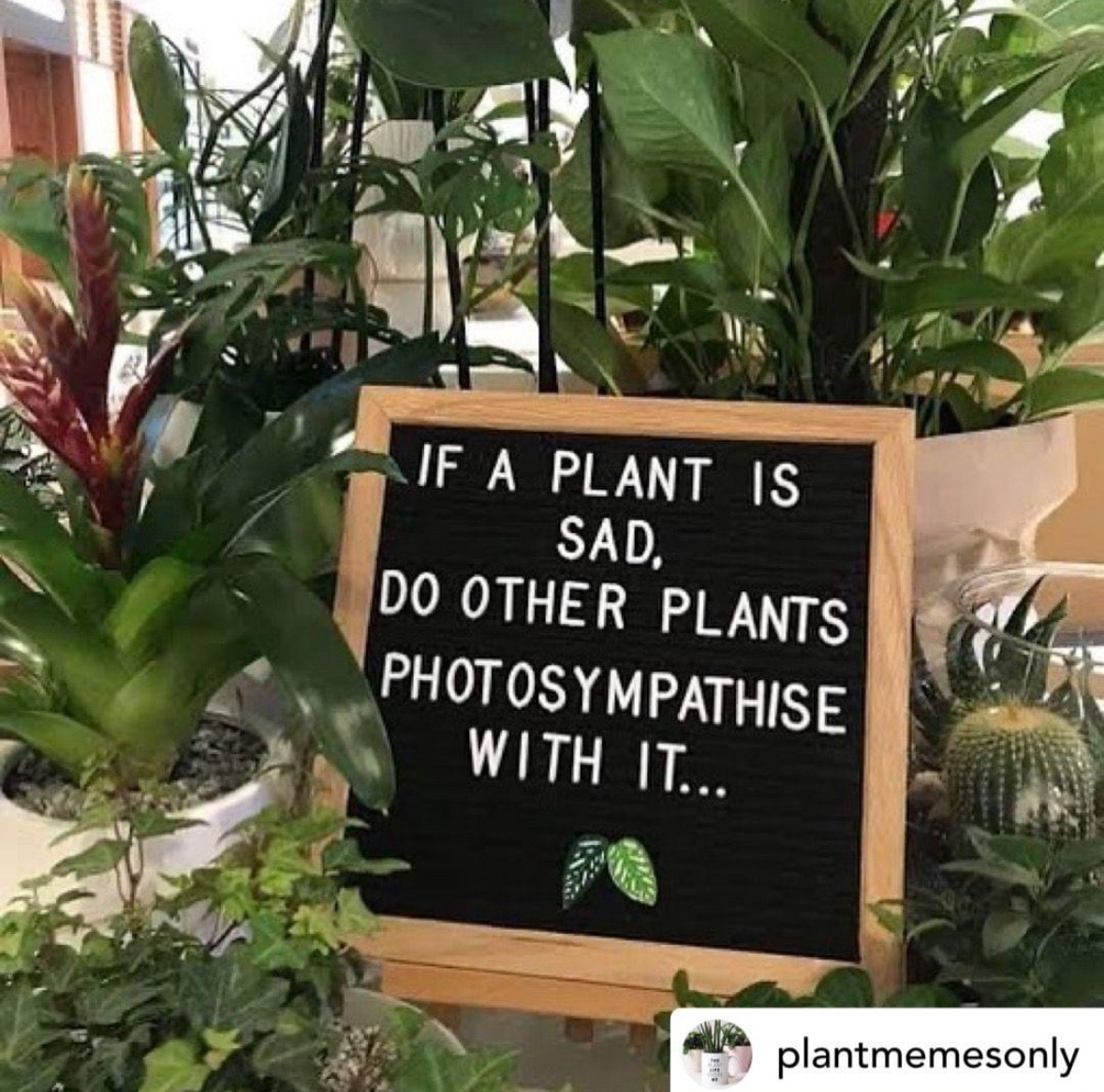 The art of photosympathizing: connecting through images.