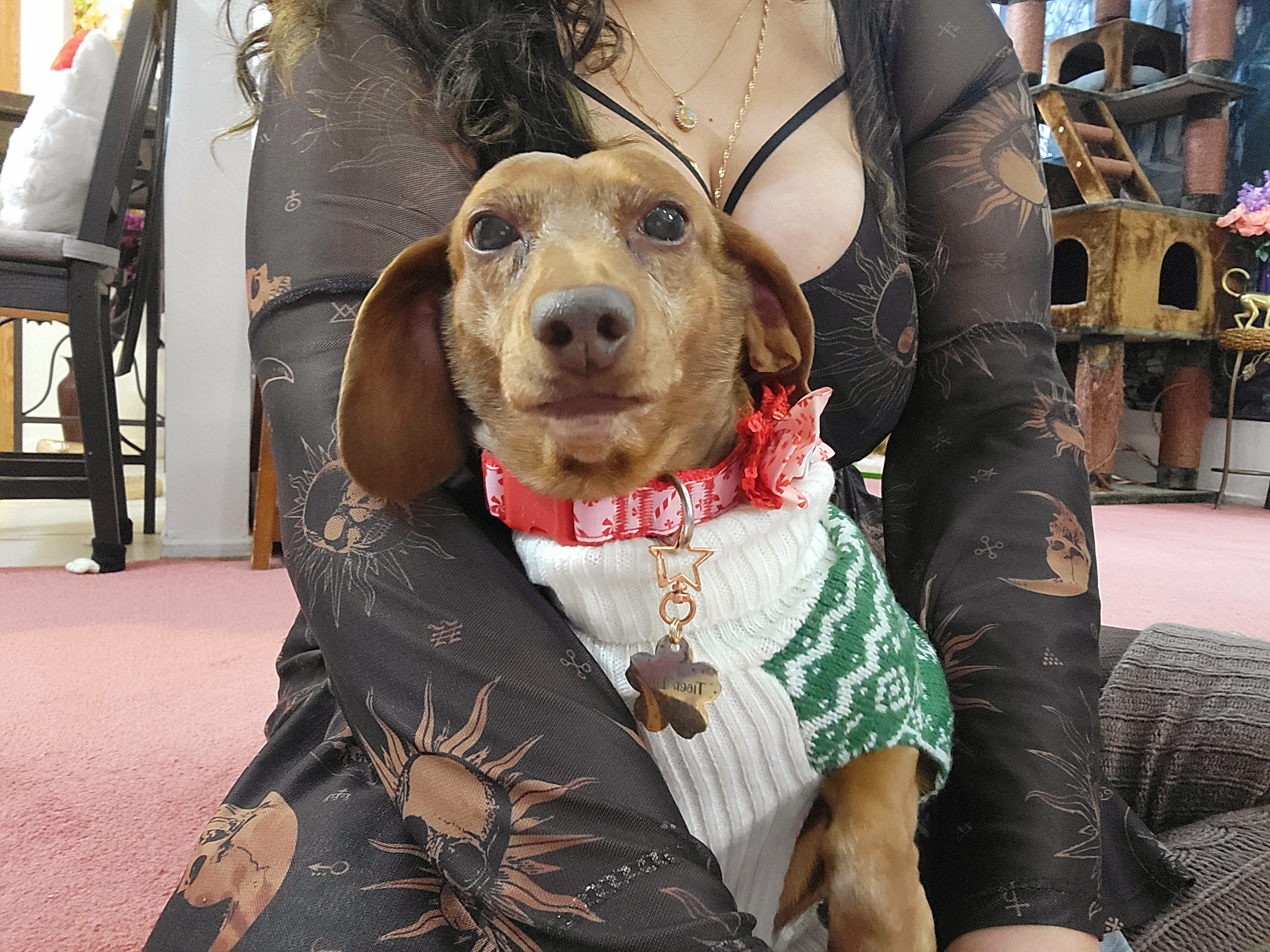 Meet My Adorable Pup, Tiger Lilly #721!