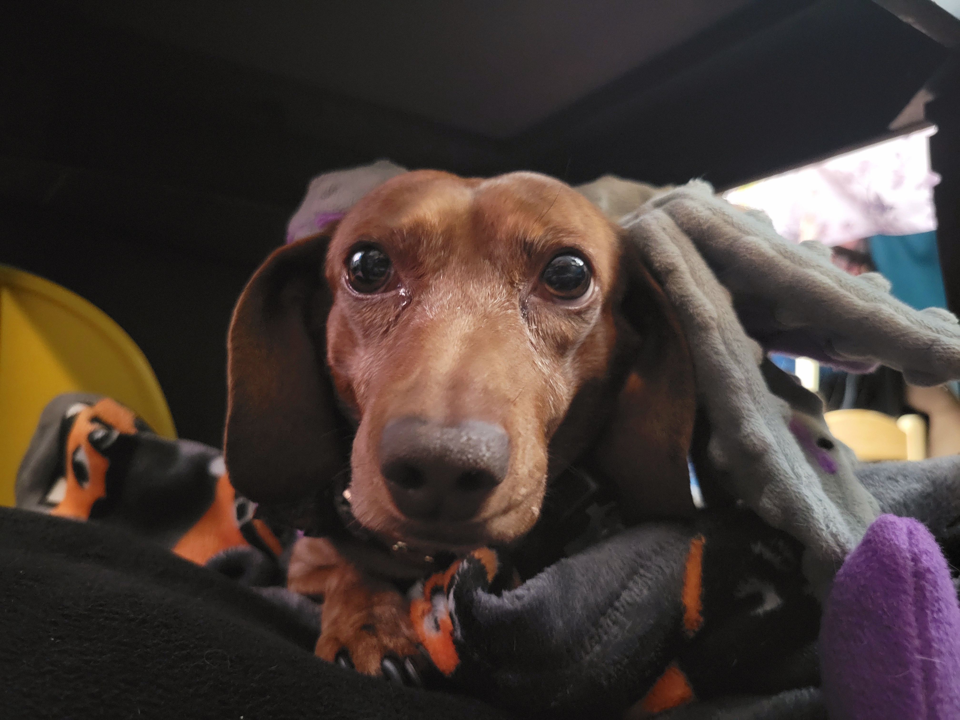 Meet My Adorable Pup, Tiger Lilly #674