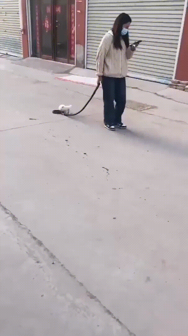 Adorable Small Dog Stealing Hearts Everywhere