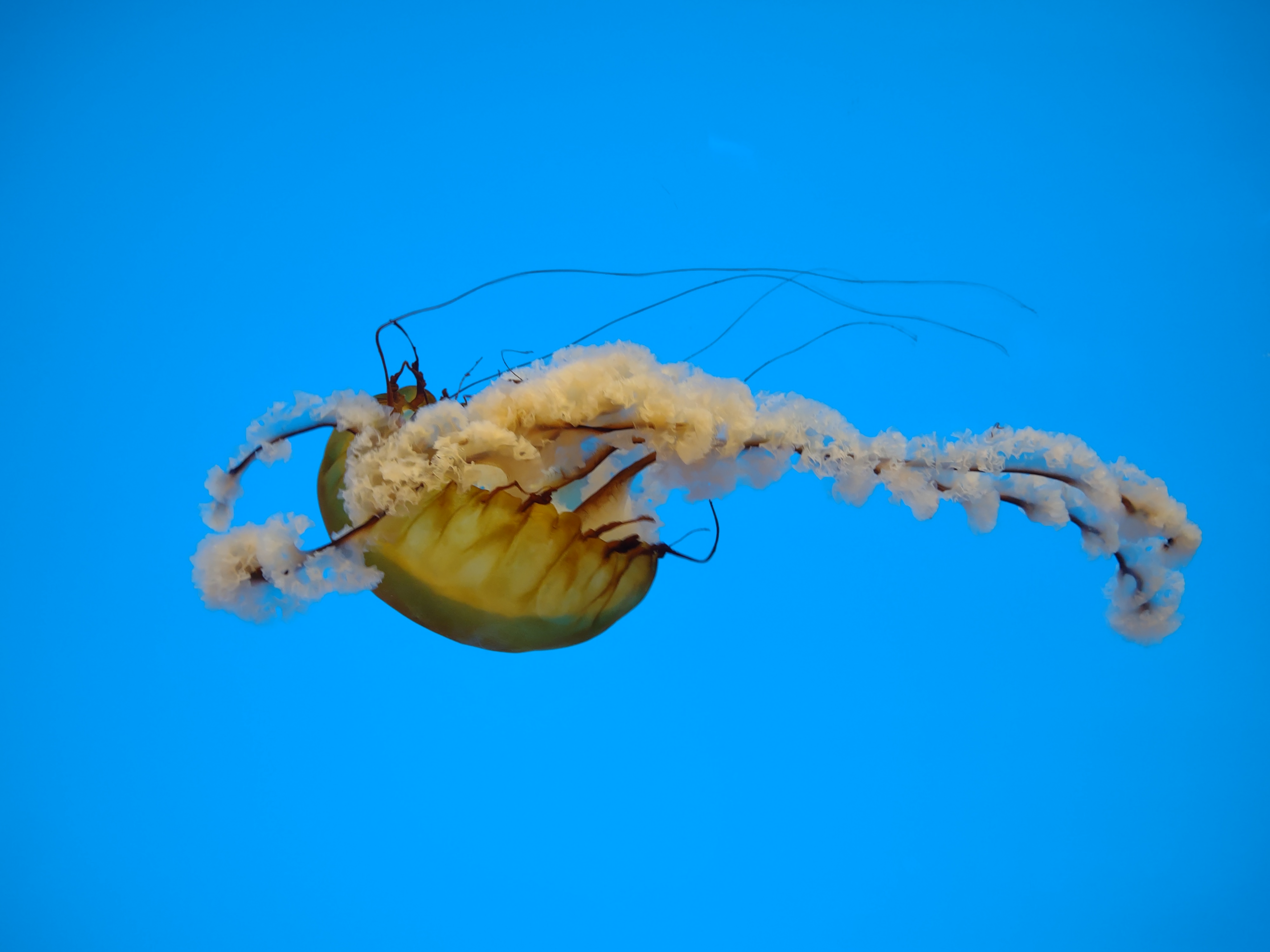 Jellyfish Wonders at the National Aquarium in Baltimore