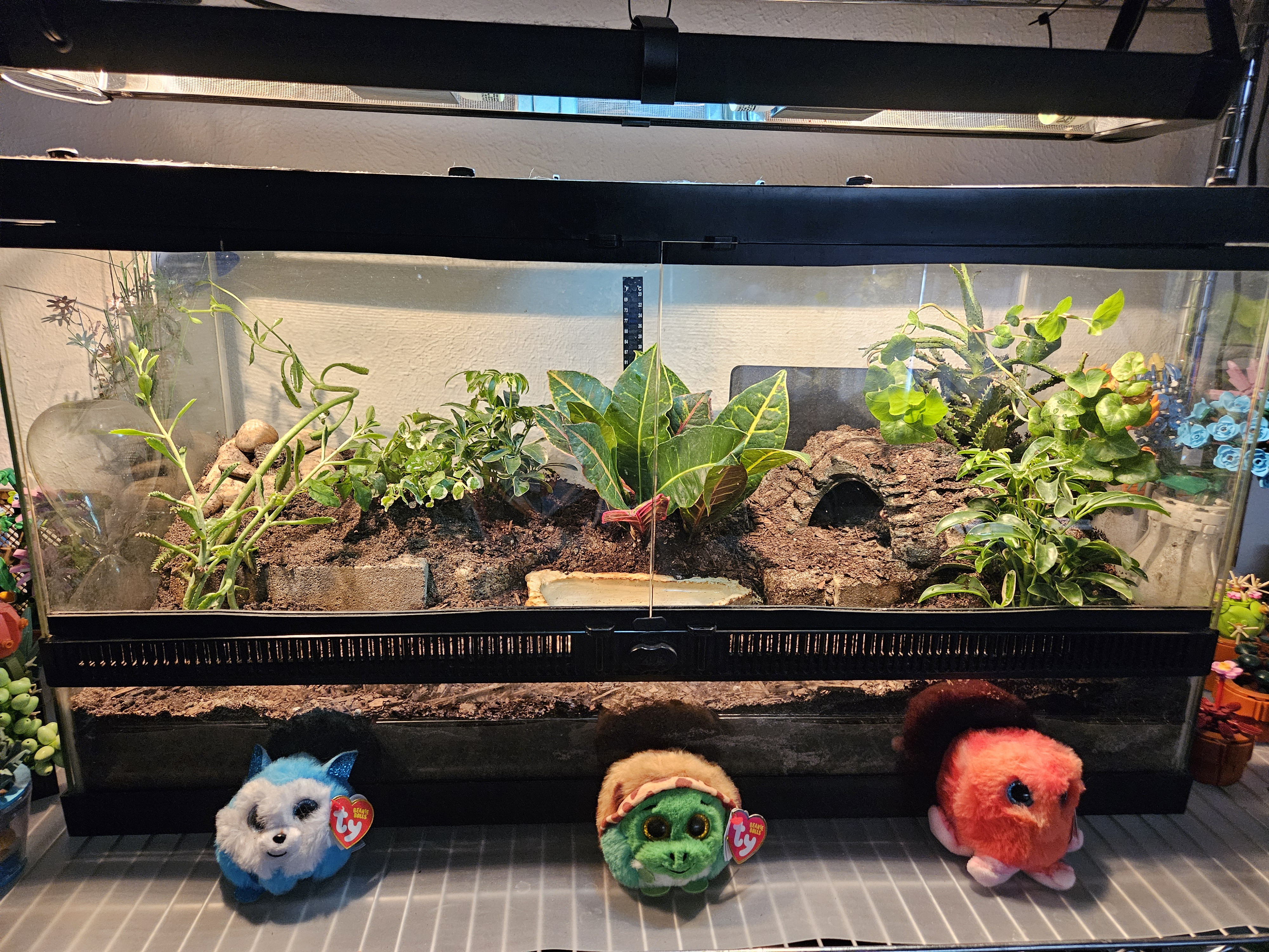 Exciting Terrarium Update!