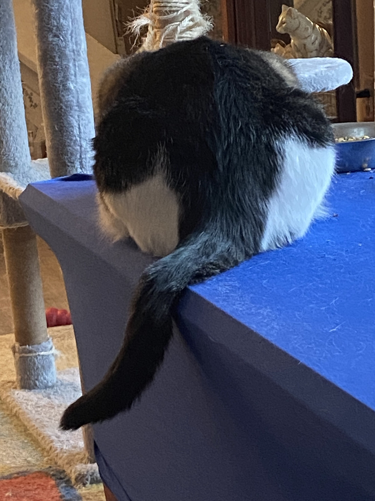 My Cat's Hilarious Secret: An Elephant on His Behind!