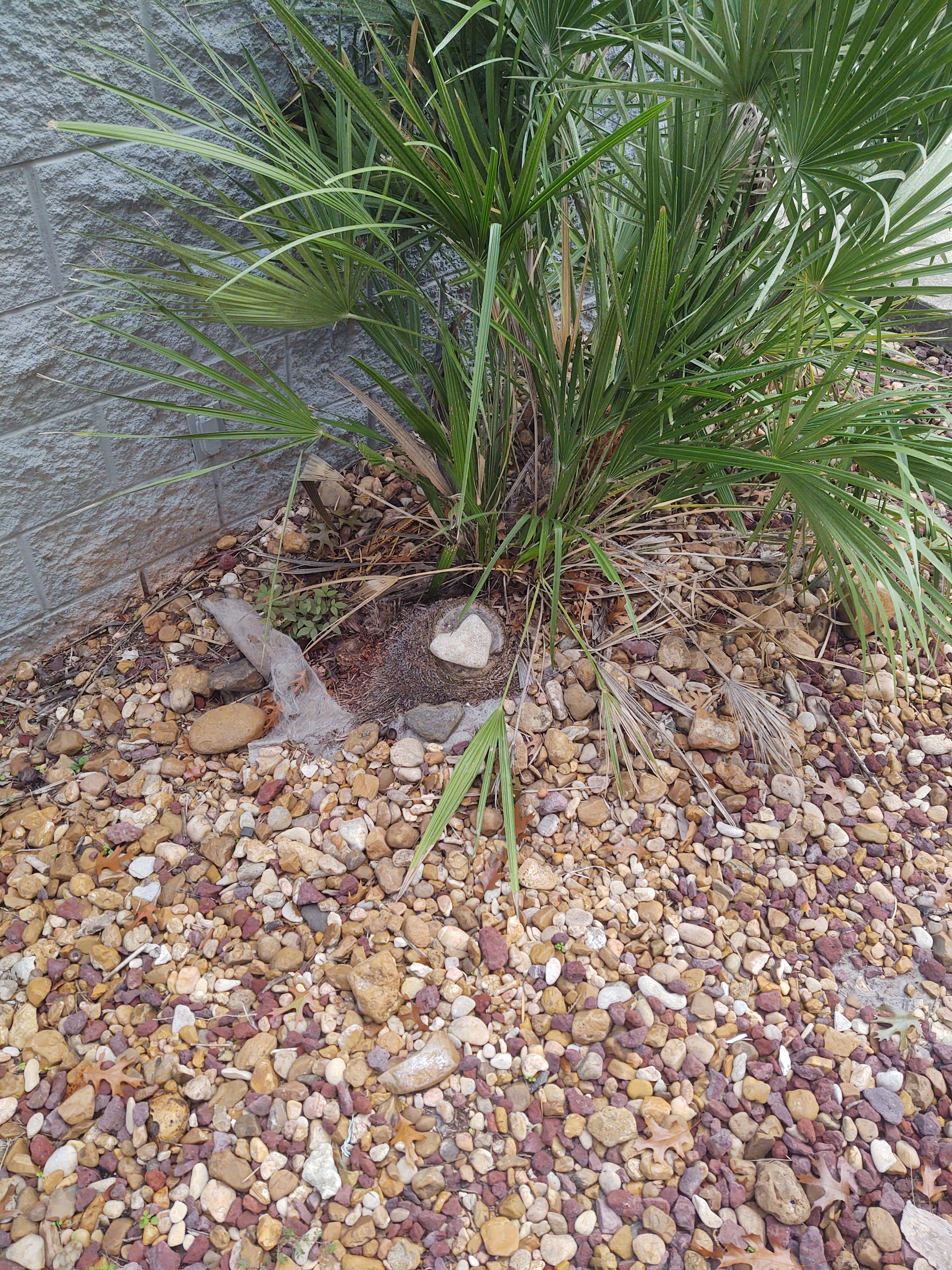 This heart-shaped rock has been resting on this tree stump for six years