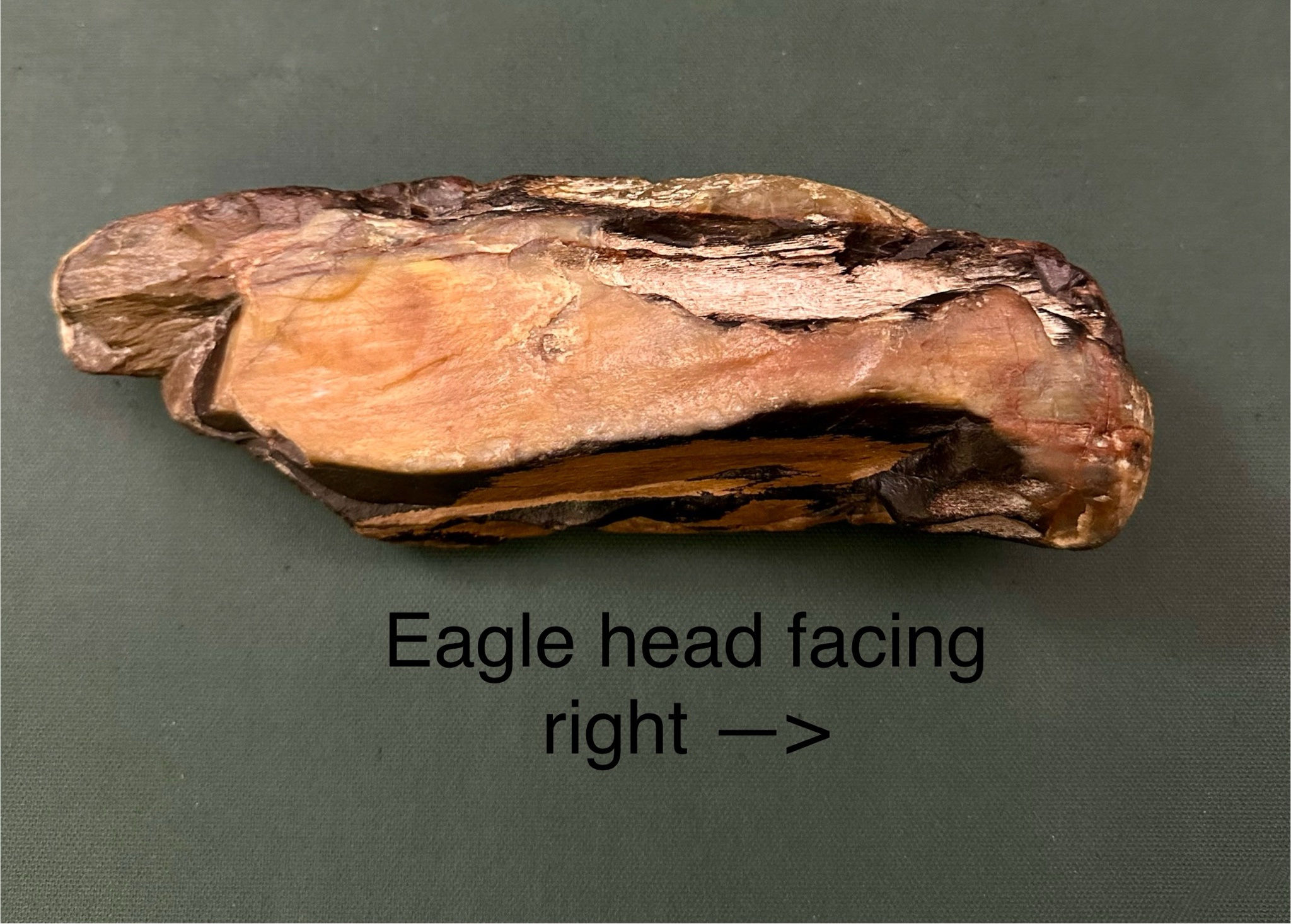 Fascinating Rock Shapes: Possible Animal and Face Effigies from Petrified Wood Found in Colorado