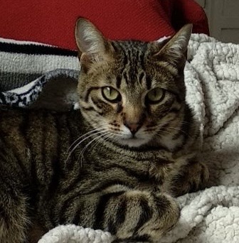 Rachi: A Name with a Story