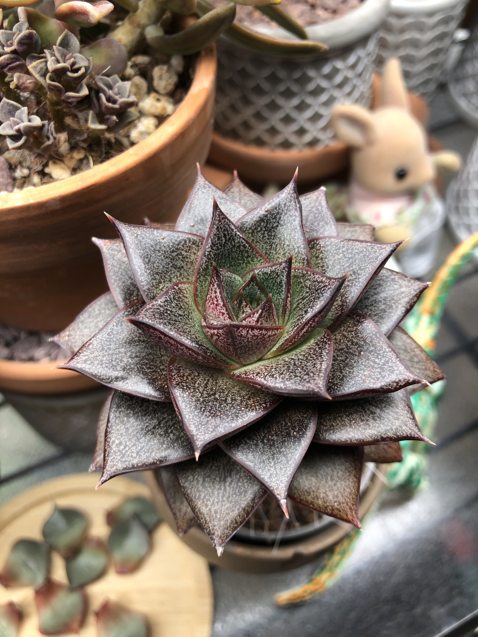 Meet the Stunning Echeveria Dionysos