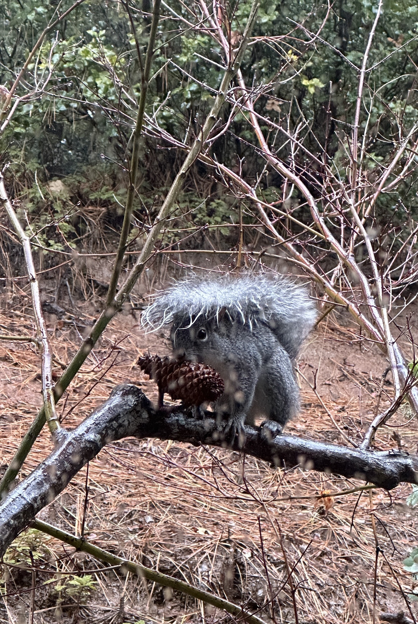 Nature's Creativity: Squirrel Using Tail as an Umbrella