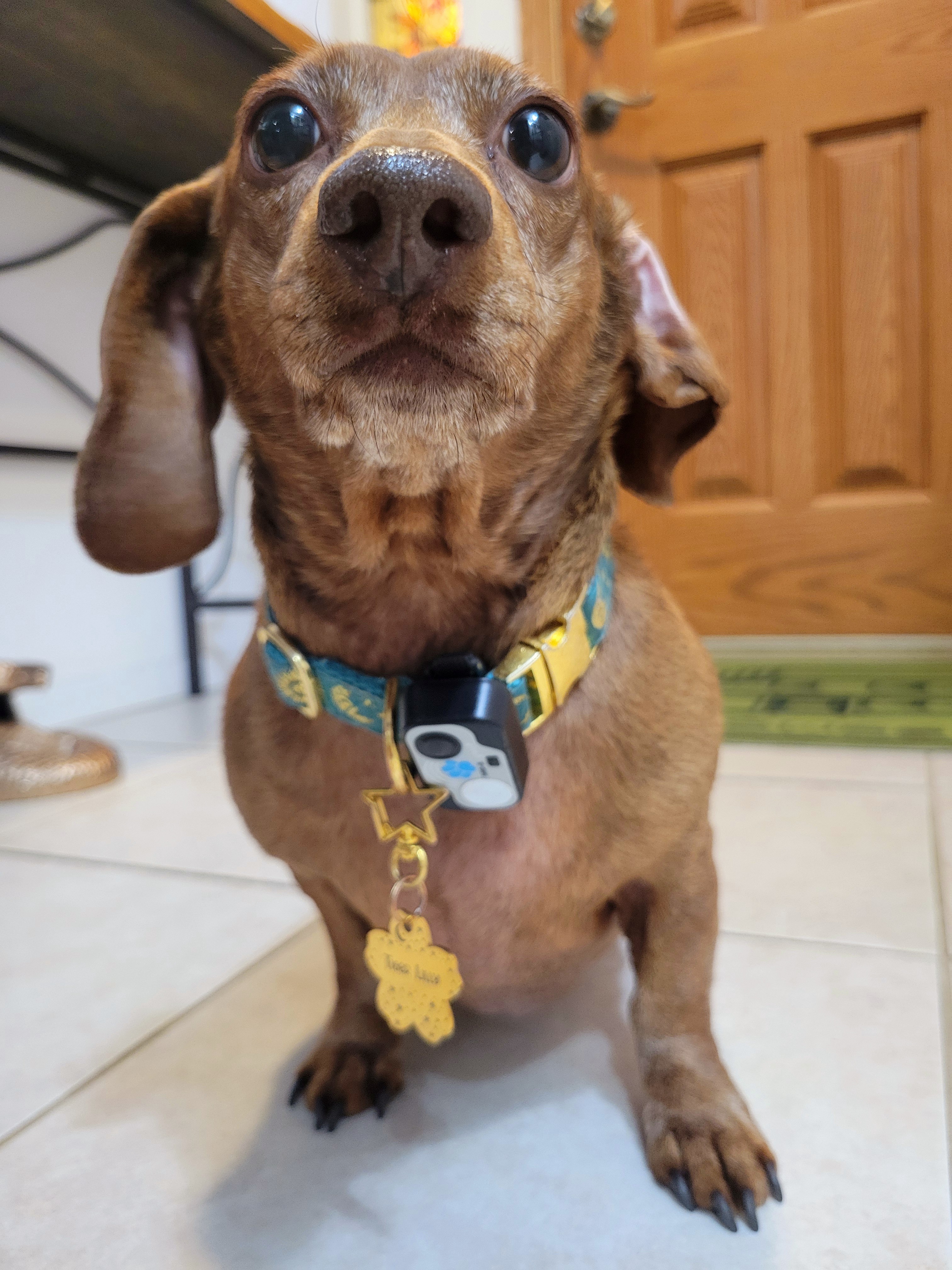 Meet My Adorable Pup, Tiger Lilly #747