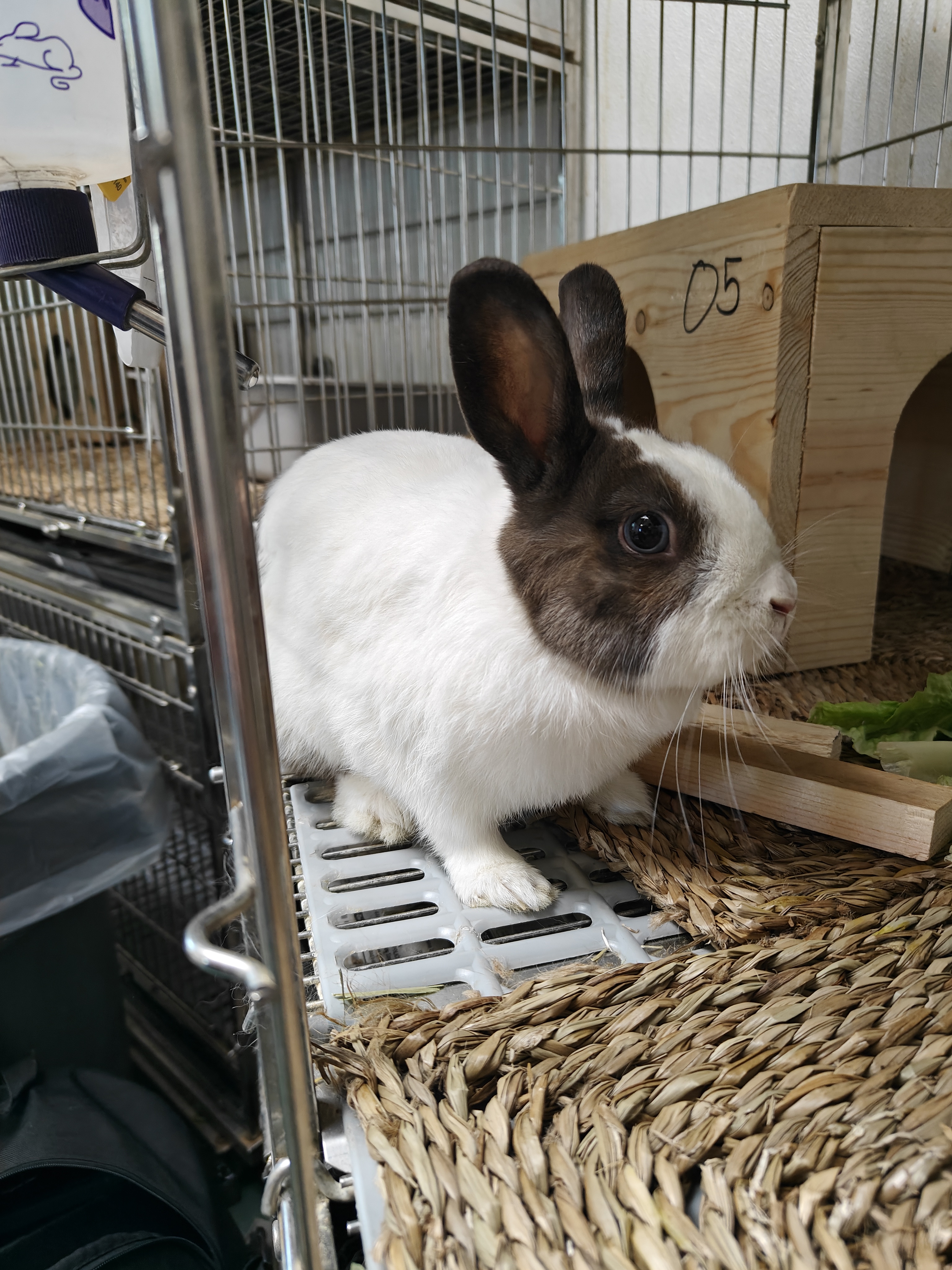 Meet the Adorable Bunnies at My Local Shelter This Week!