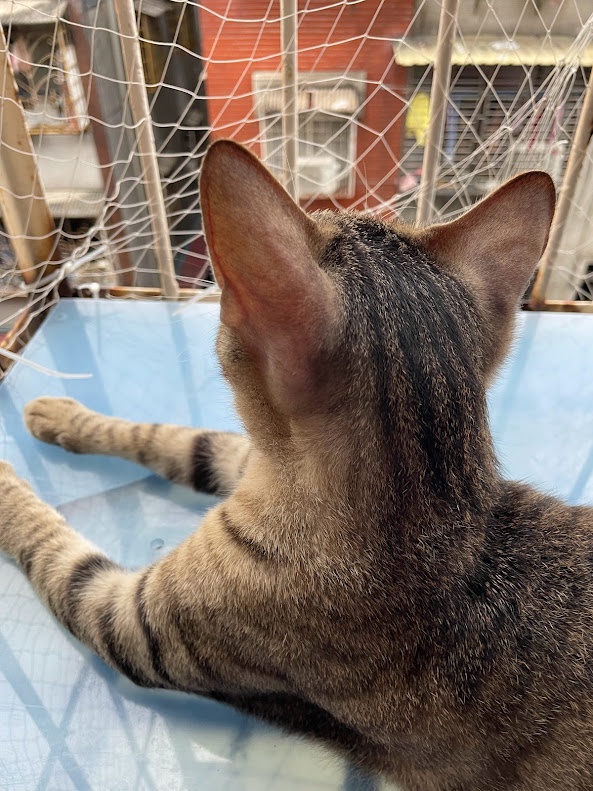 Adorable feline antics