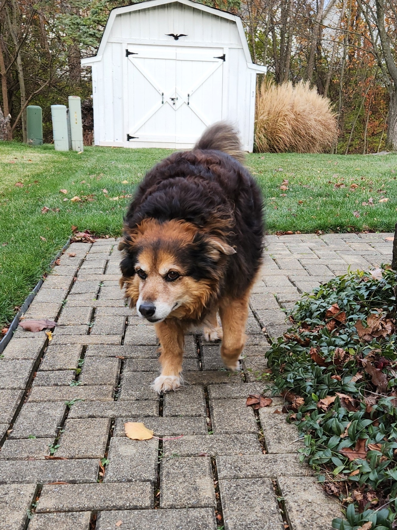 Peanut the Dog's Daily Adventures - Day 1566