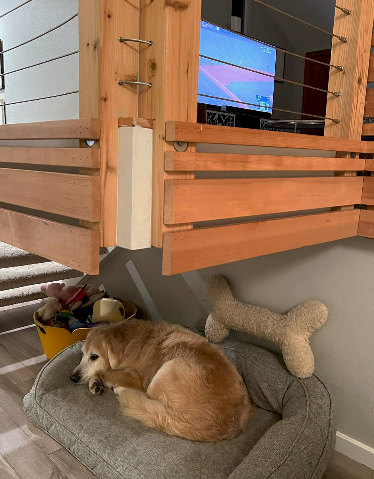 World Series excitement upstairs, while Cooper snoozes below