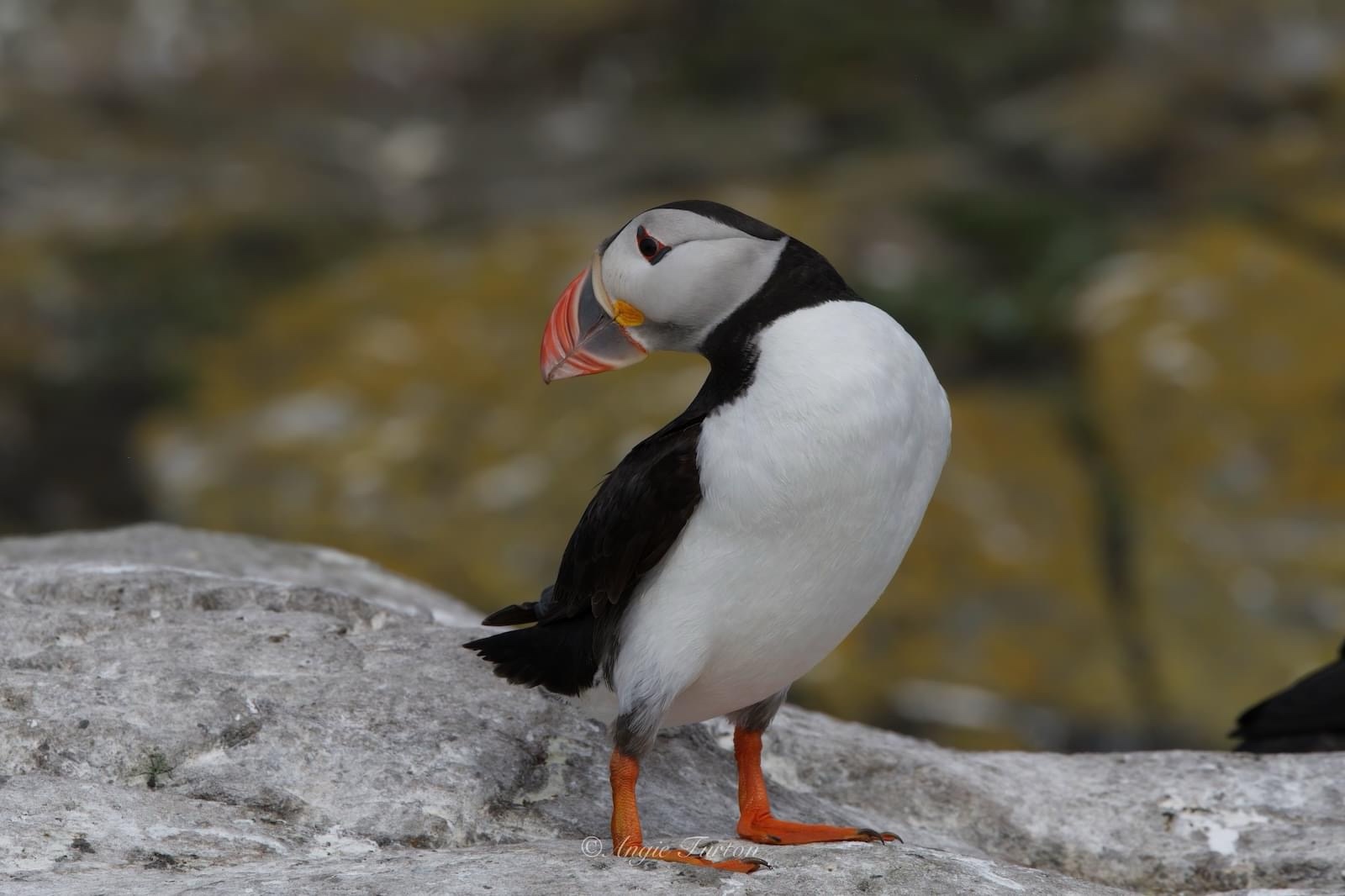 The adorable puffin