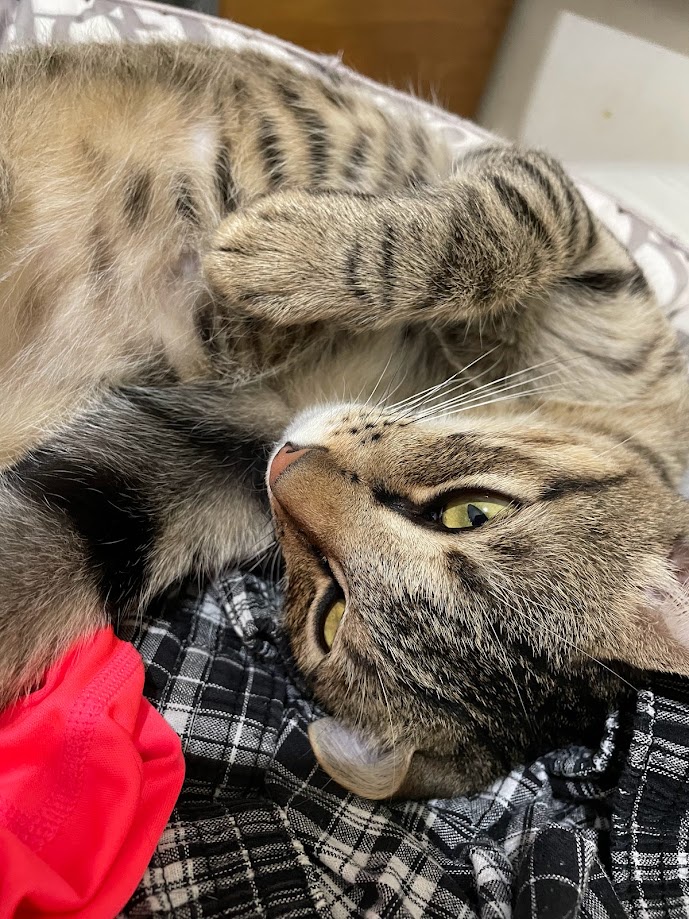 Another Cute Cat Moment