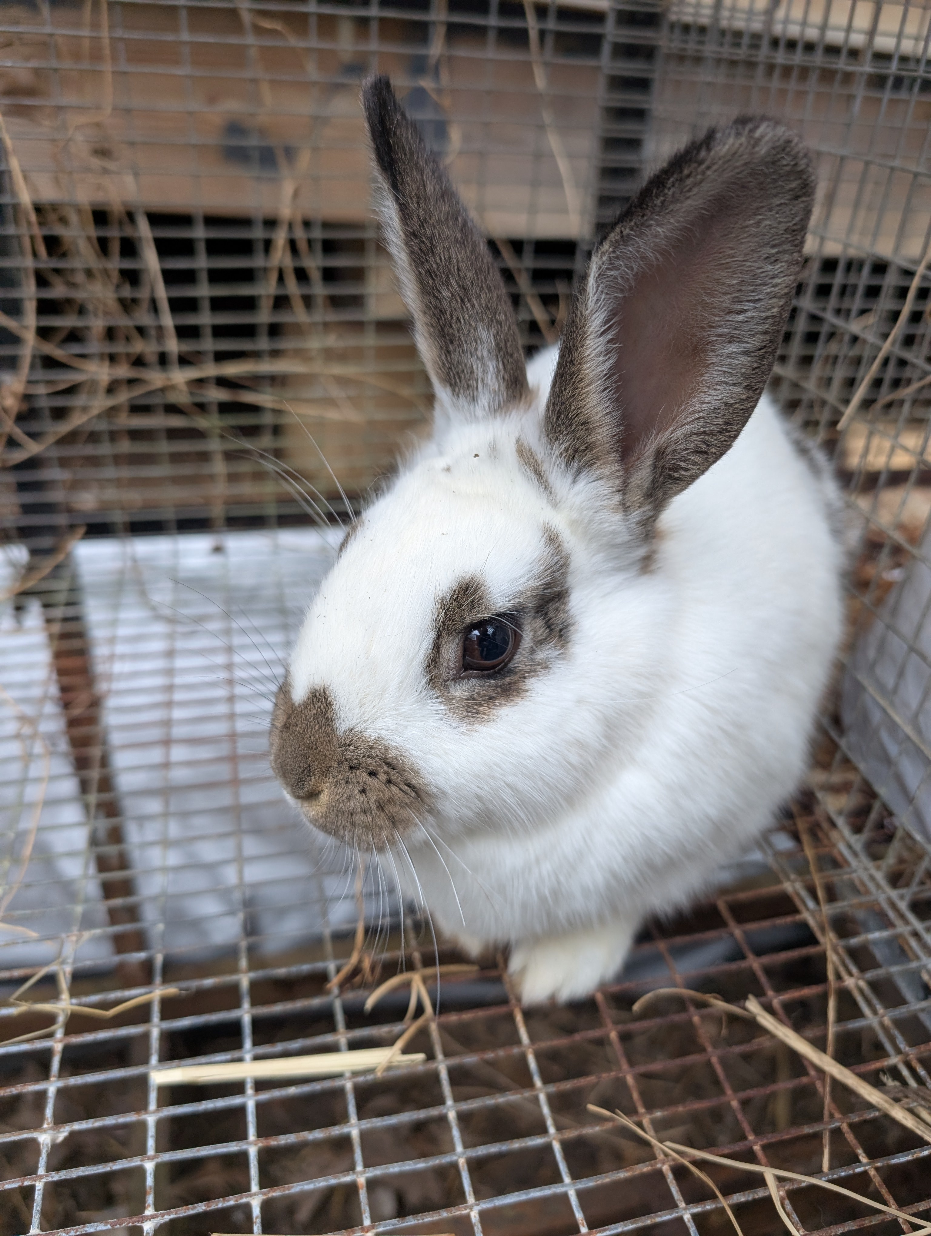 Introducing Ripley the Bunny: The Cutest Cuddle Buddy