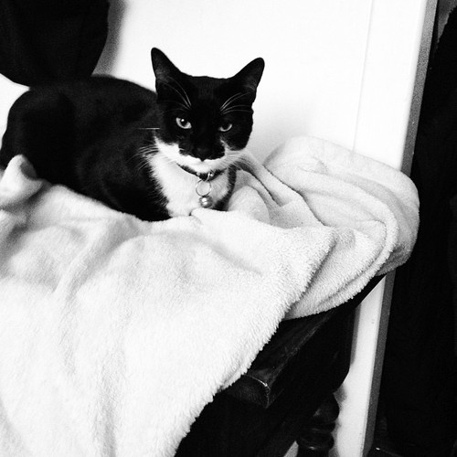Meet Today's Featured Cat!