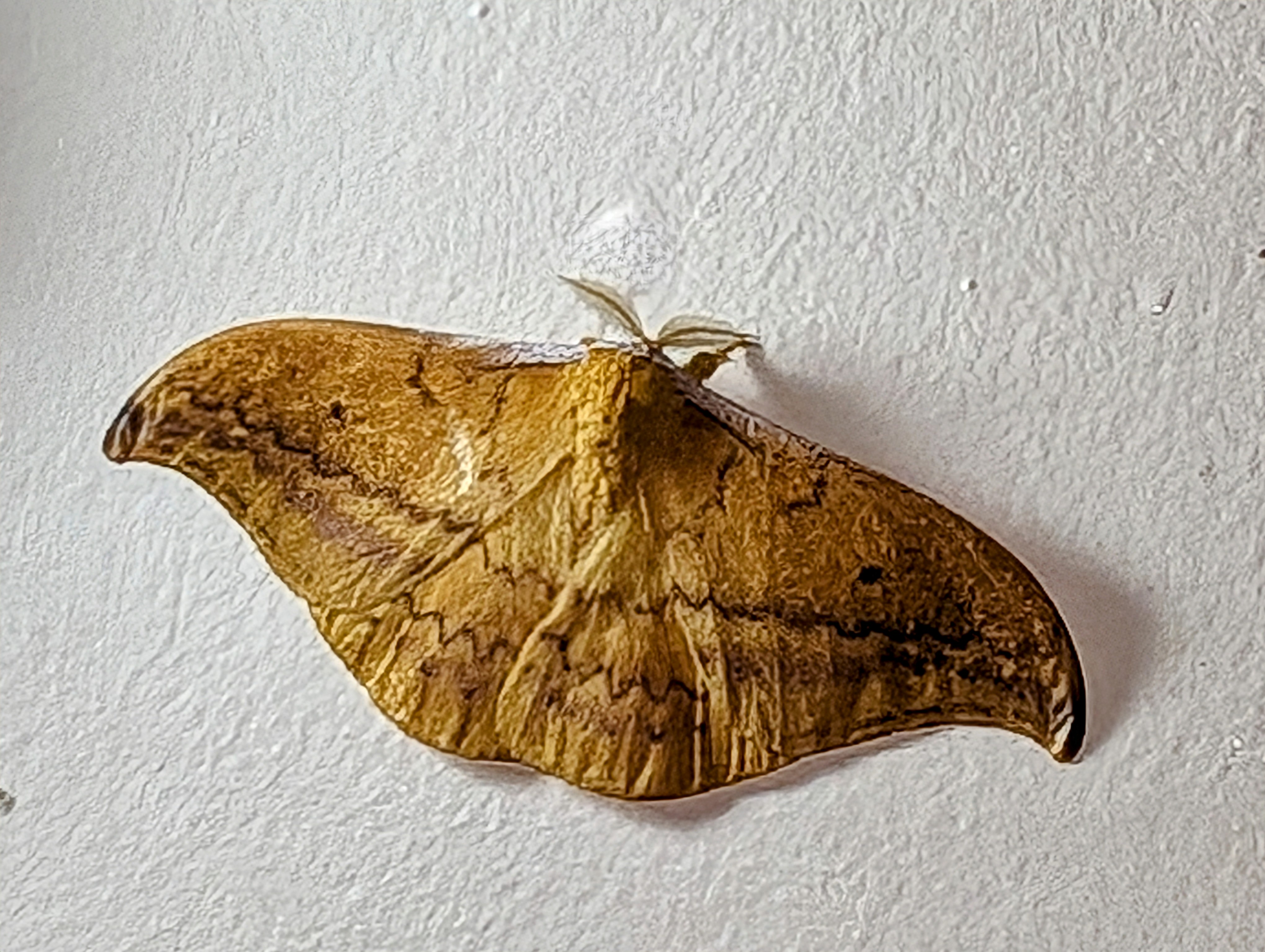 A Trio of Butterflies and a Lone Roach