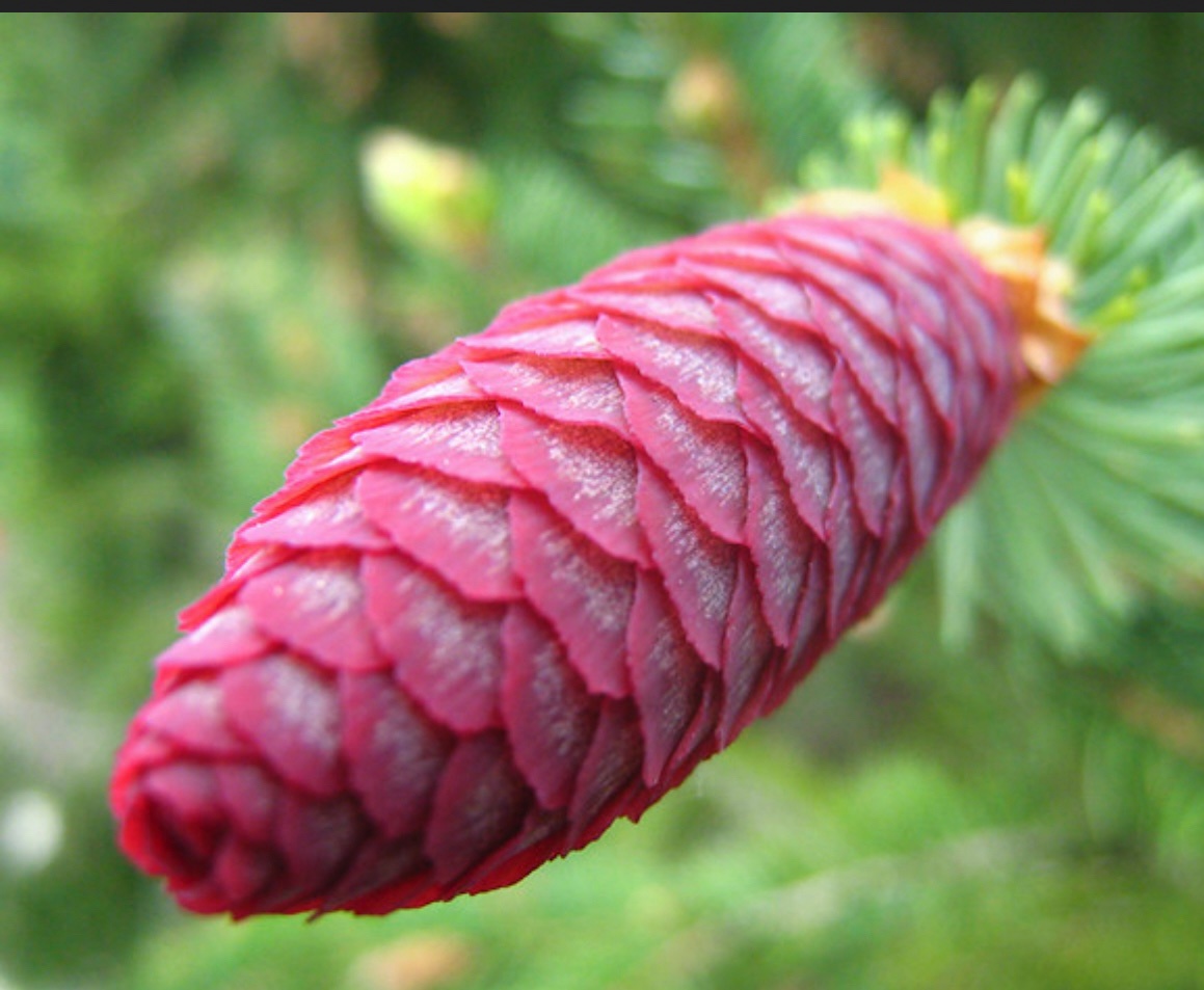 Vote for Team Purple Pinecone! Our Blue Norway Spruce is Stunning with Its Unique Purple Cones!