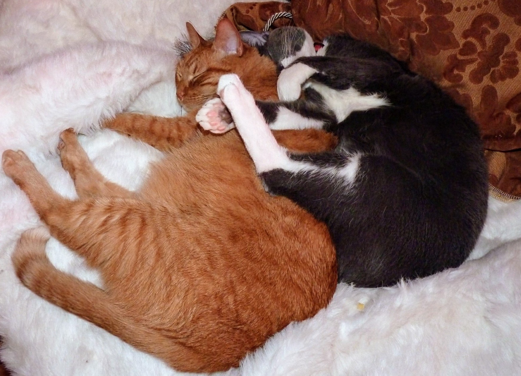 Goldie and Thunder: Tired After a Long Day of Food Bowl Vigilance