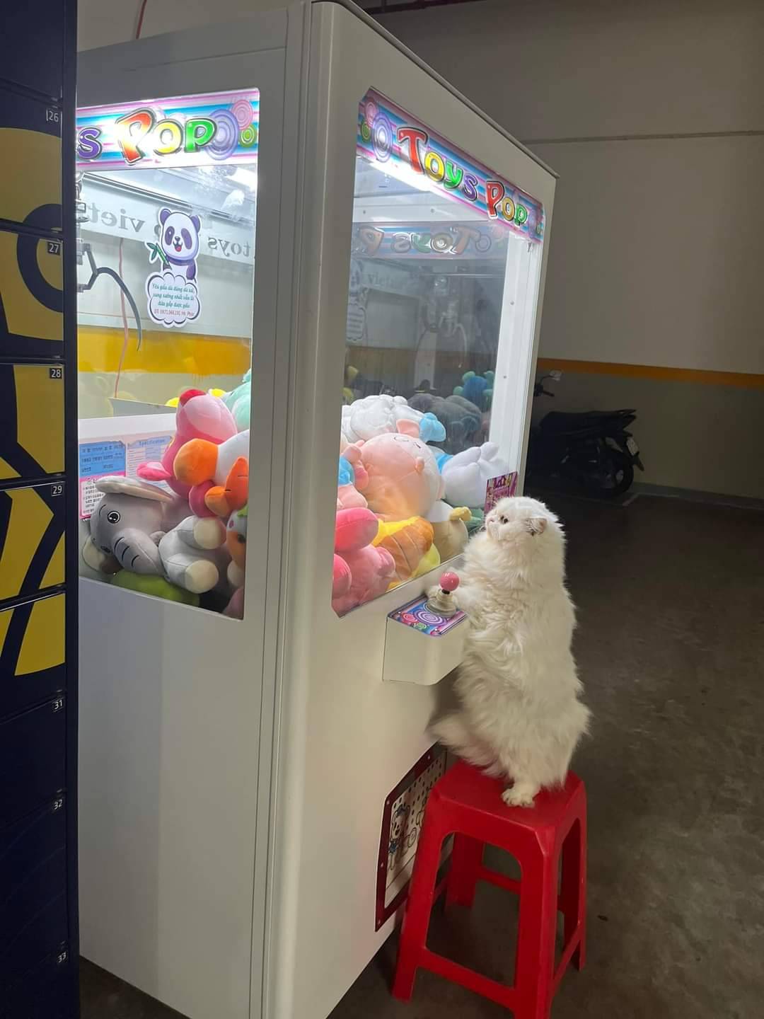 The Exciting World of Catchapon