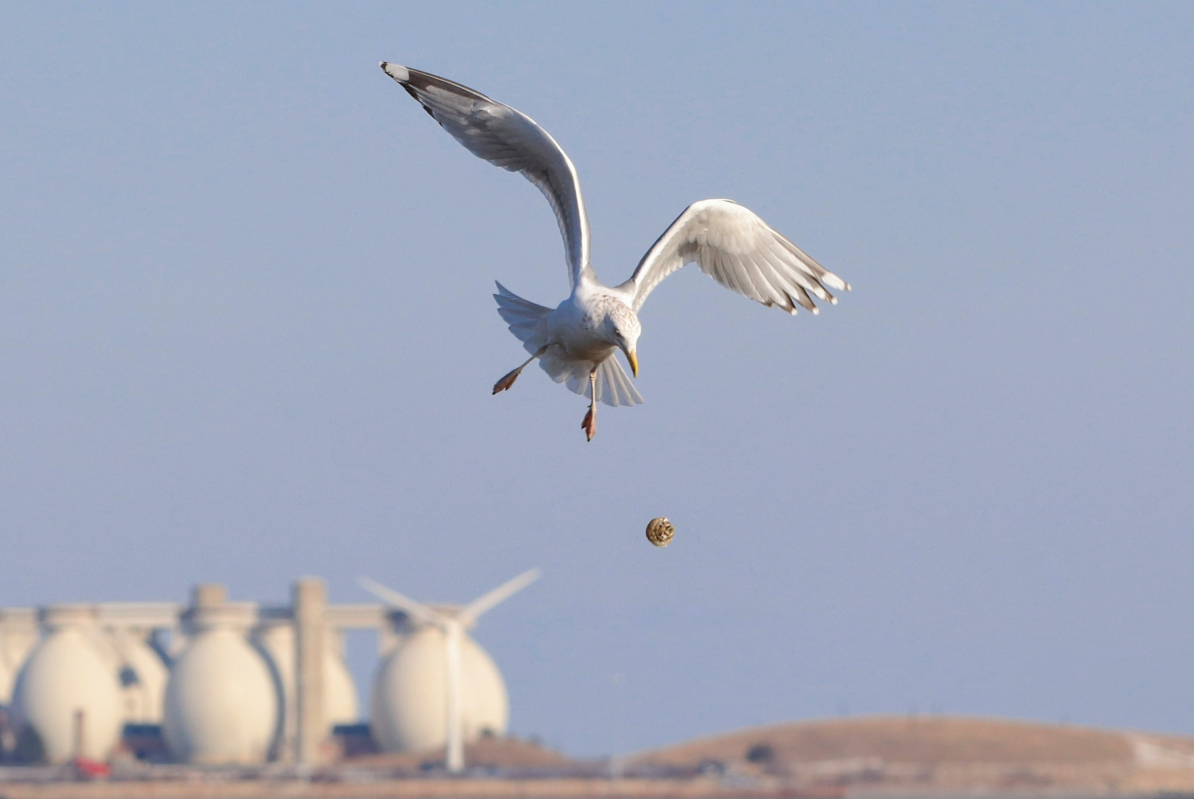 Clever Herring Gull Cracking Oysters with Rocks