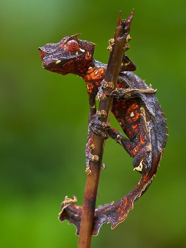 Meet the Fascinating Satanic Leaf-Tailed Gecko