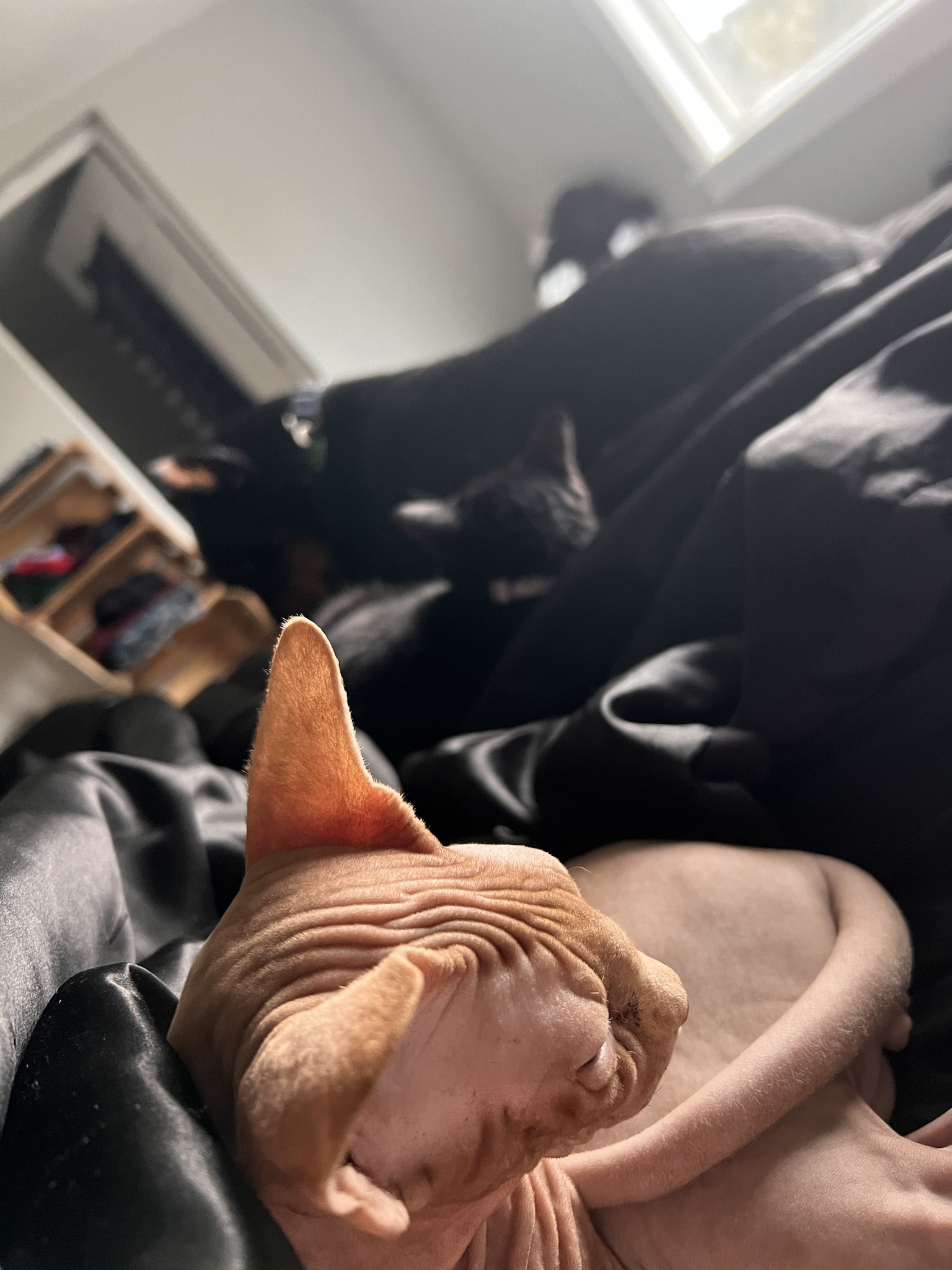 Welcoming Our New Kitten with Open Arms