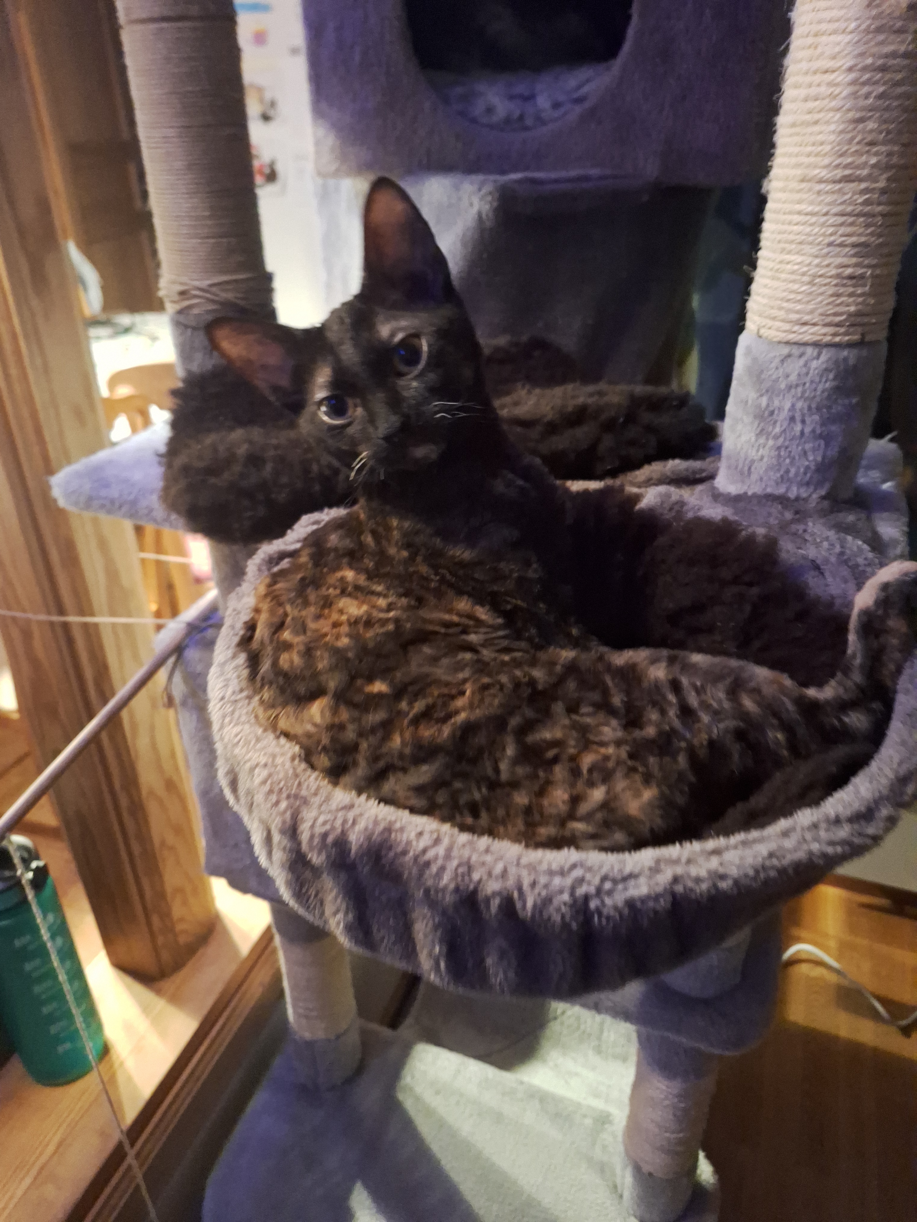 A hilarious cat tax post that you can't miss!