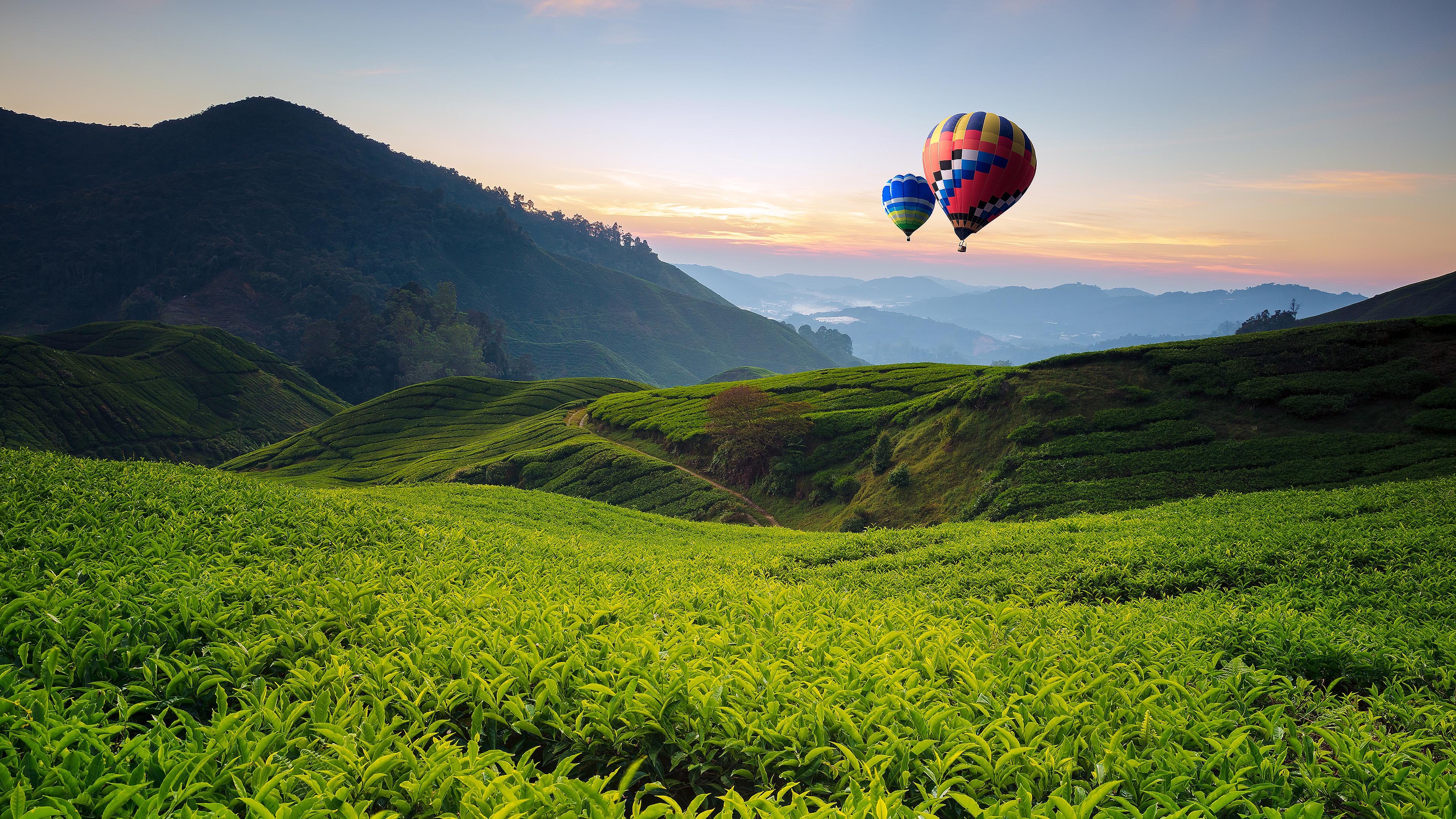 Gliding Above Lush Tea Fields