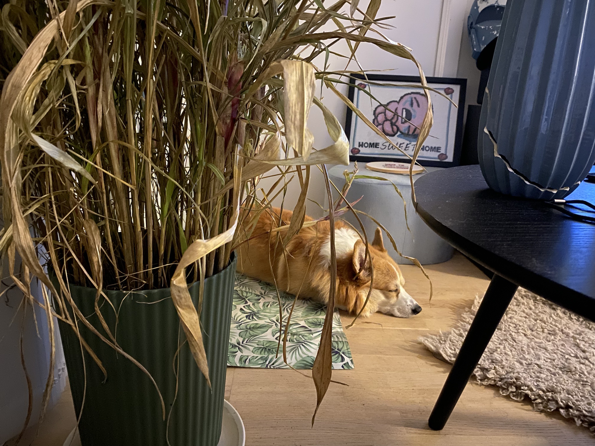 Caught in a Snooze: The Ultimate Nap Time!