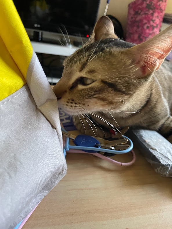 Adorable Cat Moments That Will Melt Your Heart