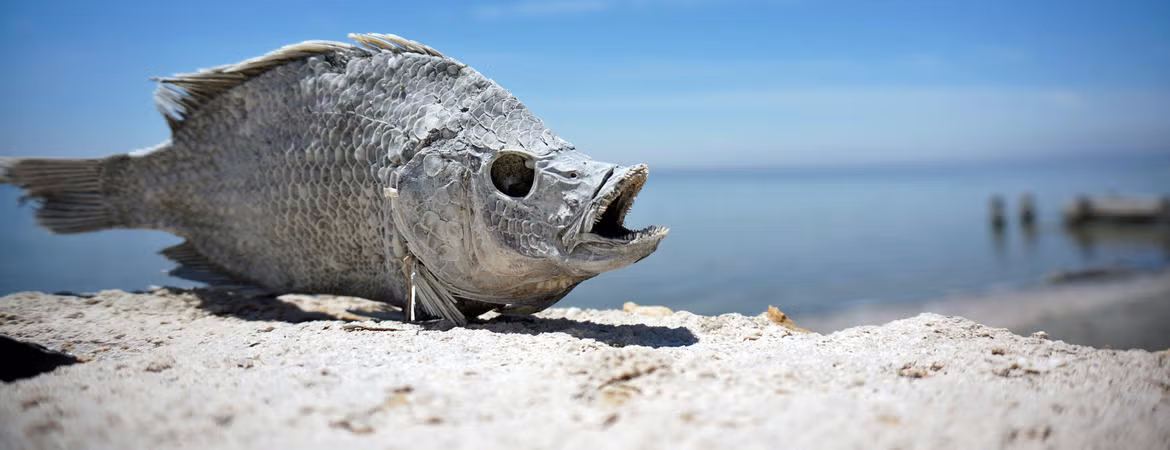 The Salton Sea: A One-of-a-Kind American Treasure