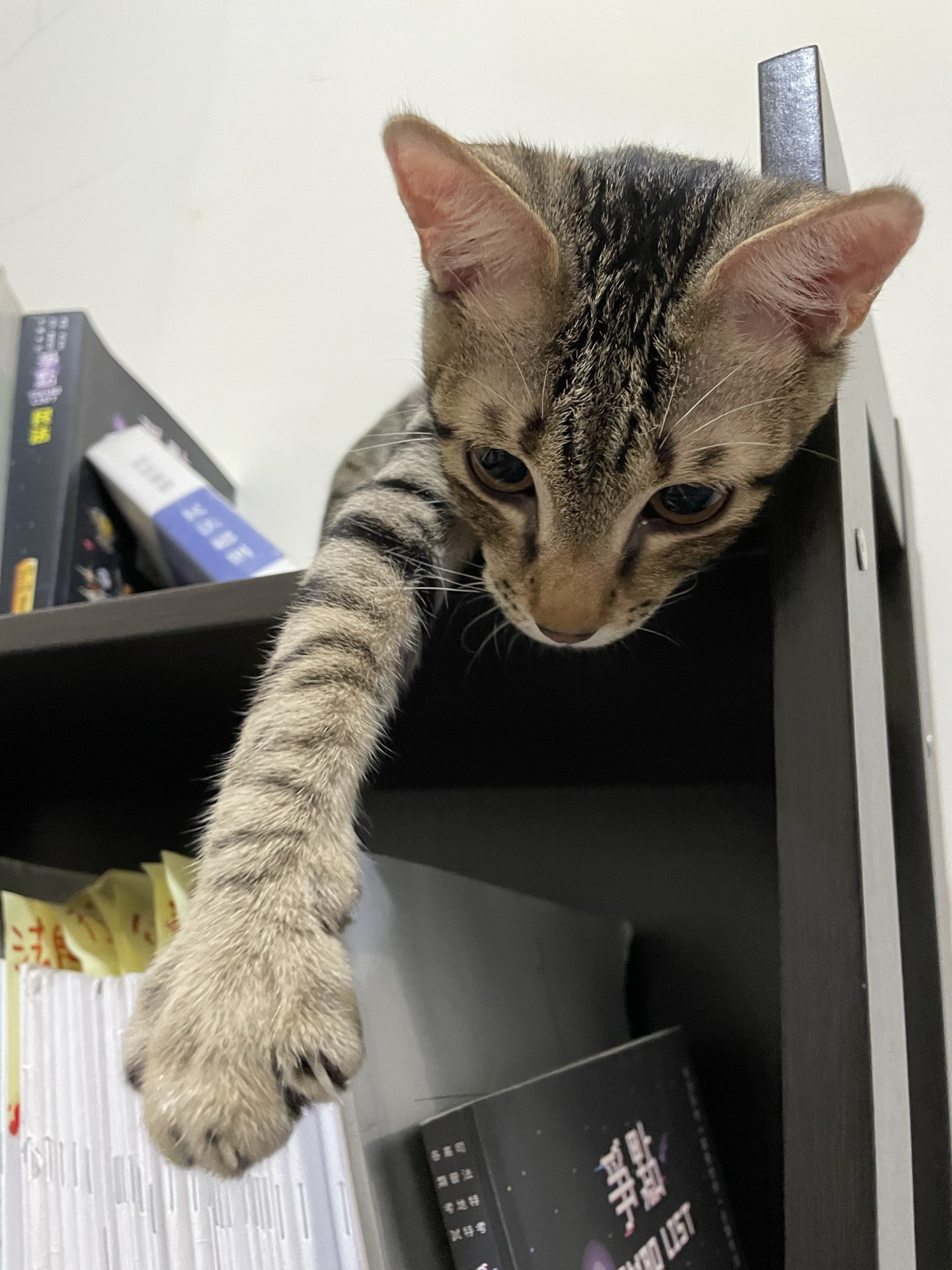 Adorable Cat Cuteness Overload