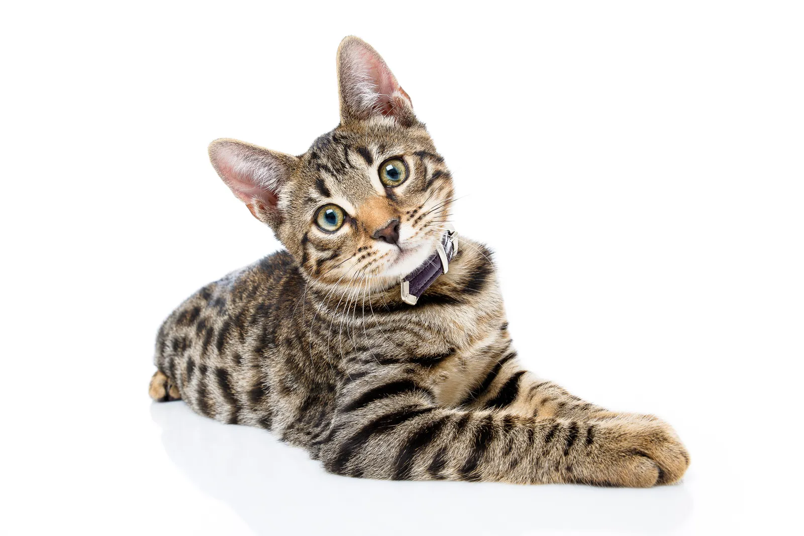 My Favorite Patterns: Crafting Adorable Kitties Ahead!