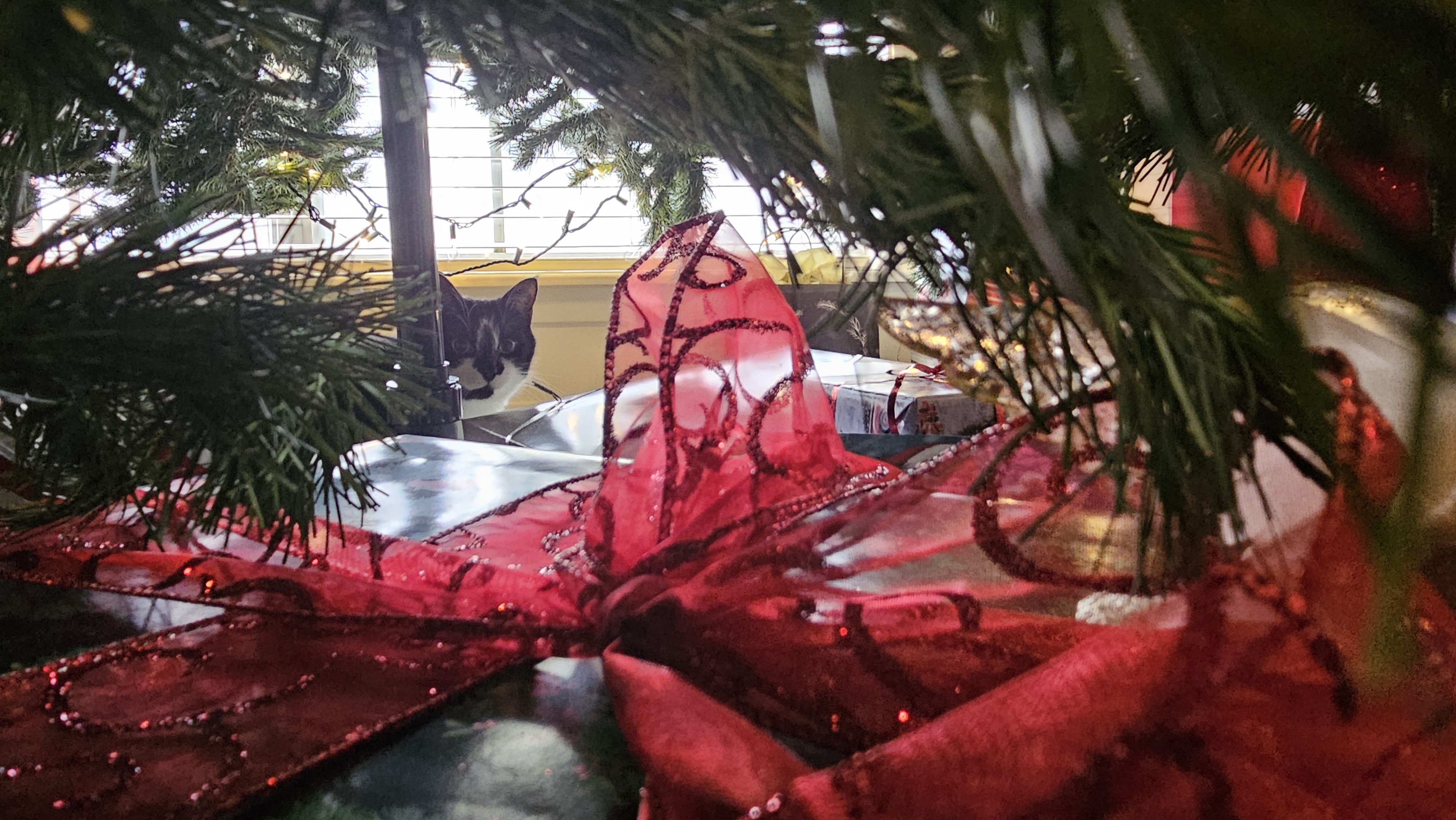 My Adorable Kitty Dilbert Embraces the Holiday Cheer!