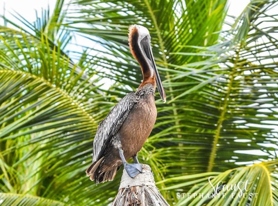 Majestic Pelican in Action