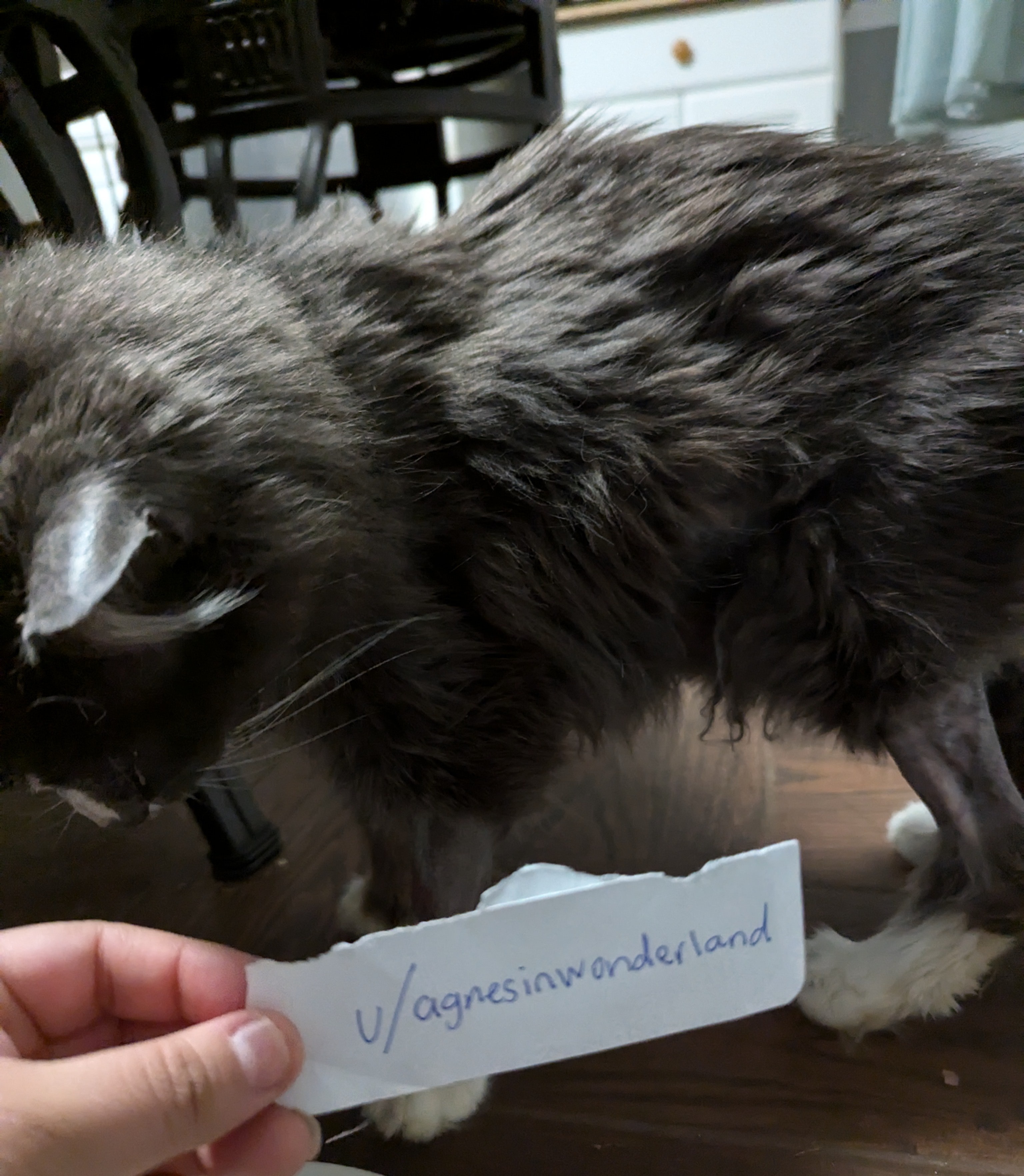 Max is in Need of Some Serious Support