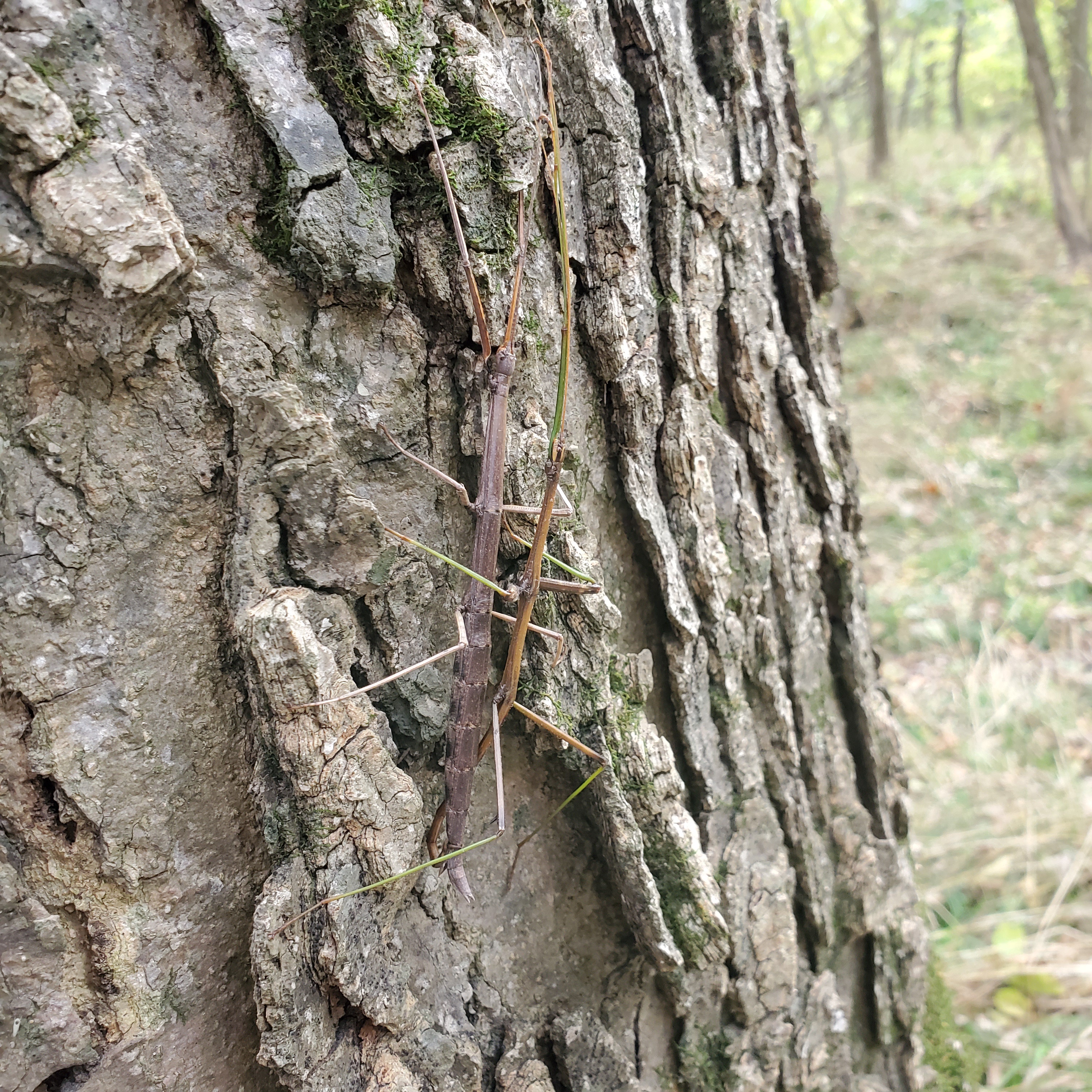 Caught in a Sticky Situation: What Happens Next?