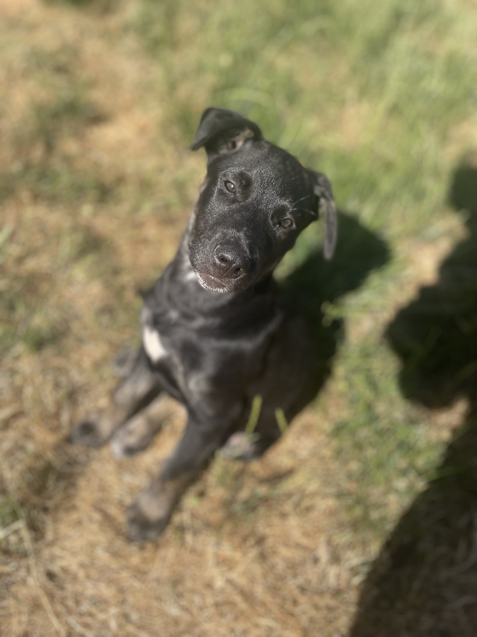 Adorable Little Puppy Stealing Hearts