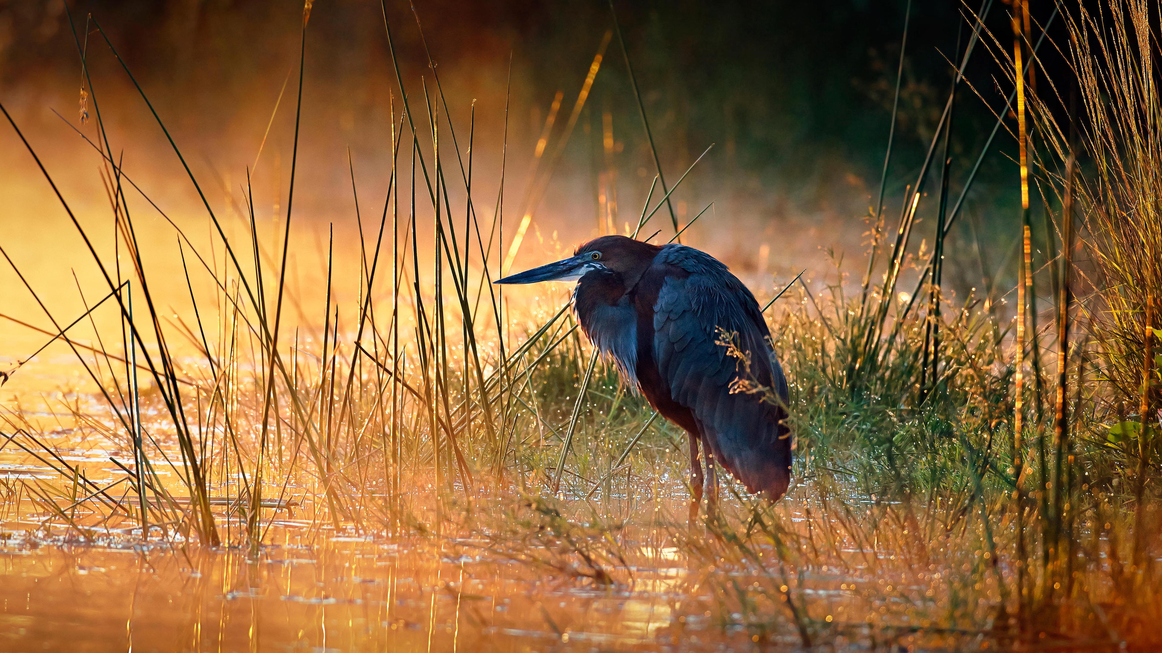 Meet the Gigantic Heron!