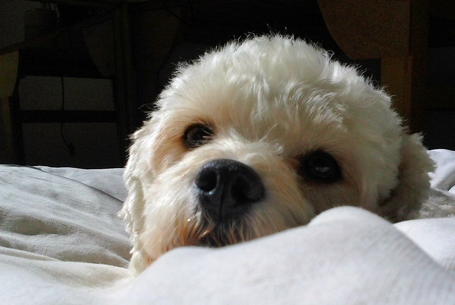 My Hobby: Reuniting Lost Pets with Their Families