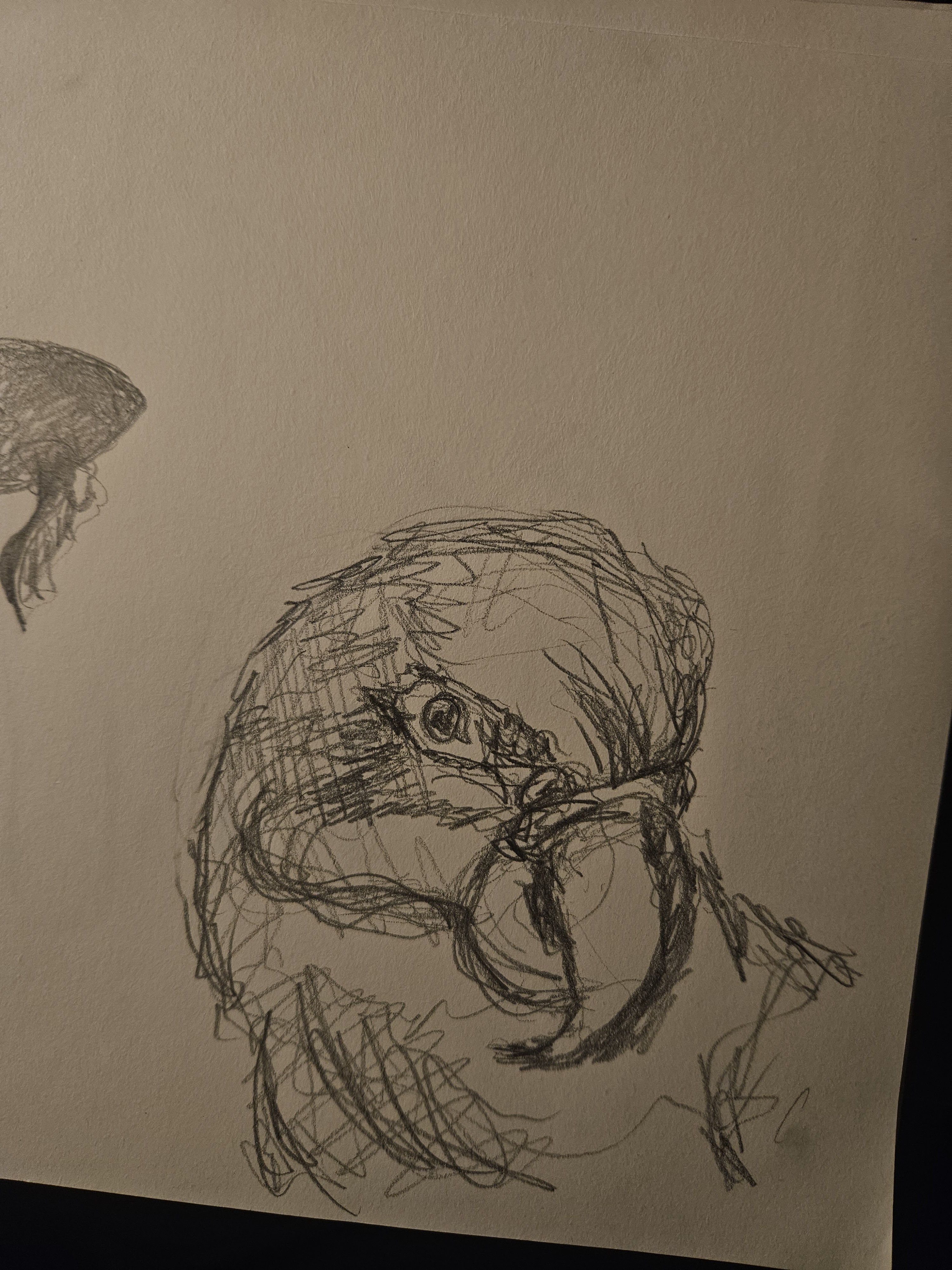 Sketching a Bird: Artistic Vibes