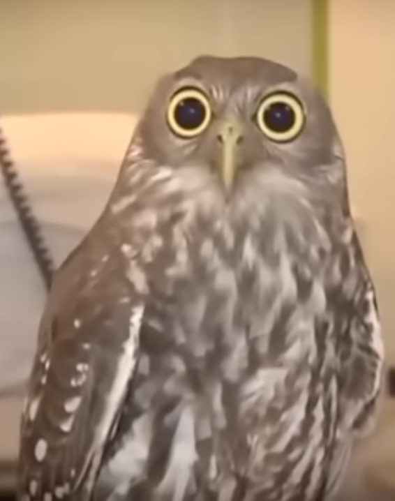 Owls: The Most Mysterious Creatures on Our Planet