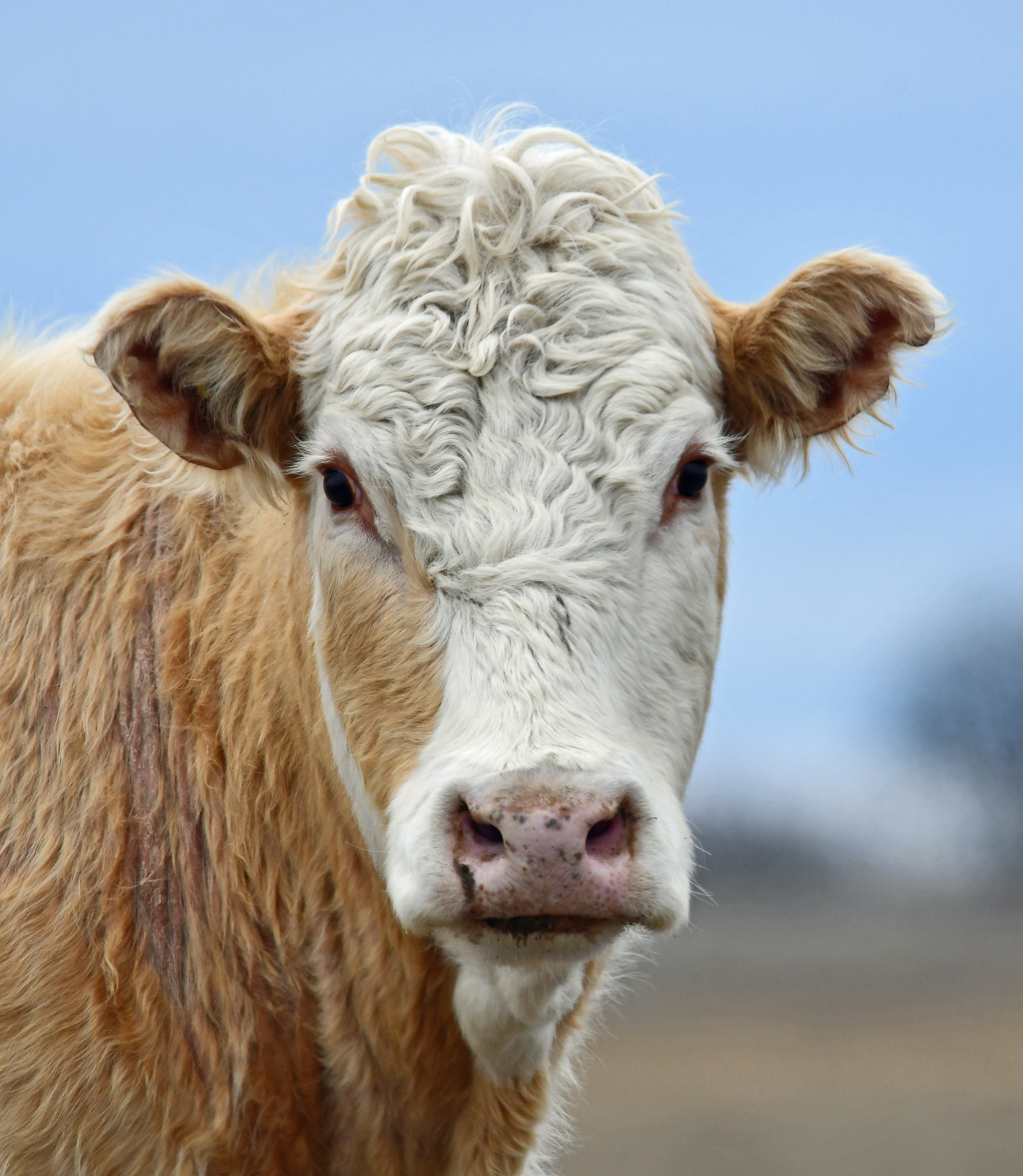 Meet the Charolais Hereford Cross Cow