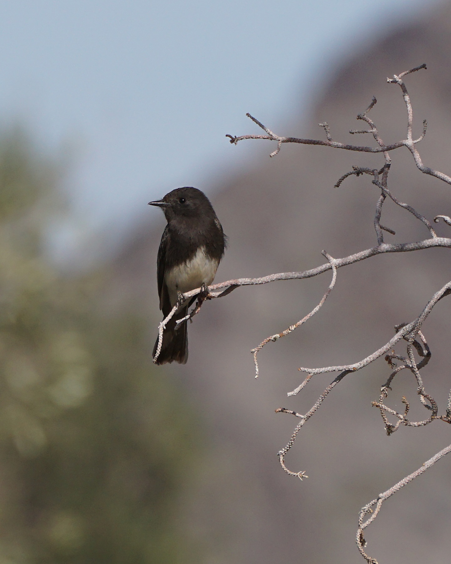 The Majestic Black Phoebe