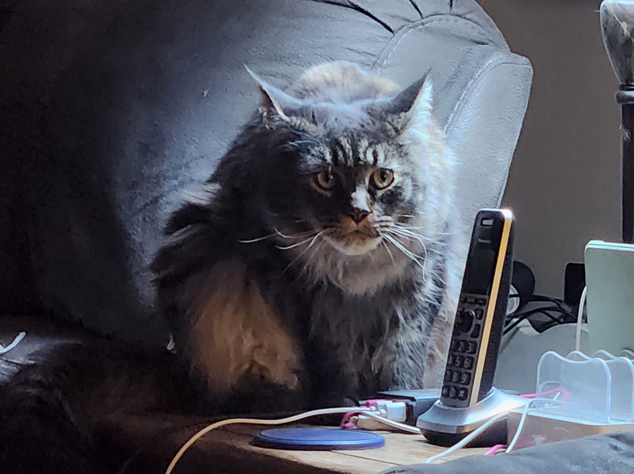 Olive's Displeasure with Recycled Memes
