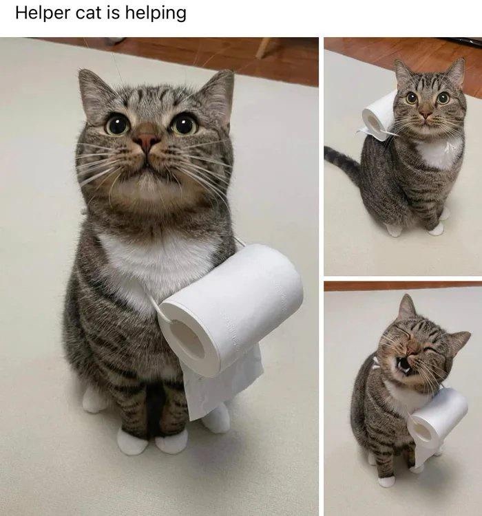 Memes and Shenanigans Volume 136